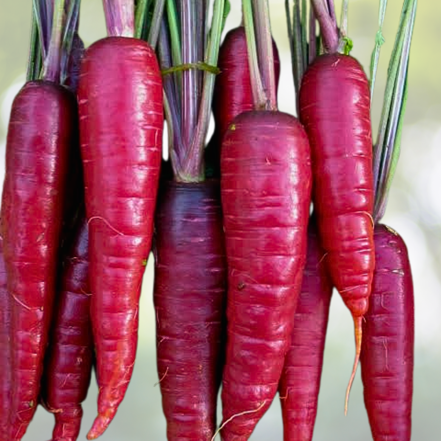 Purple Carrot Seeds - 1000 Count Non-GMO Heirloom Vegetable - Daucus carota