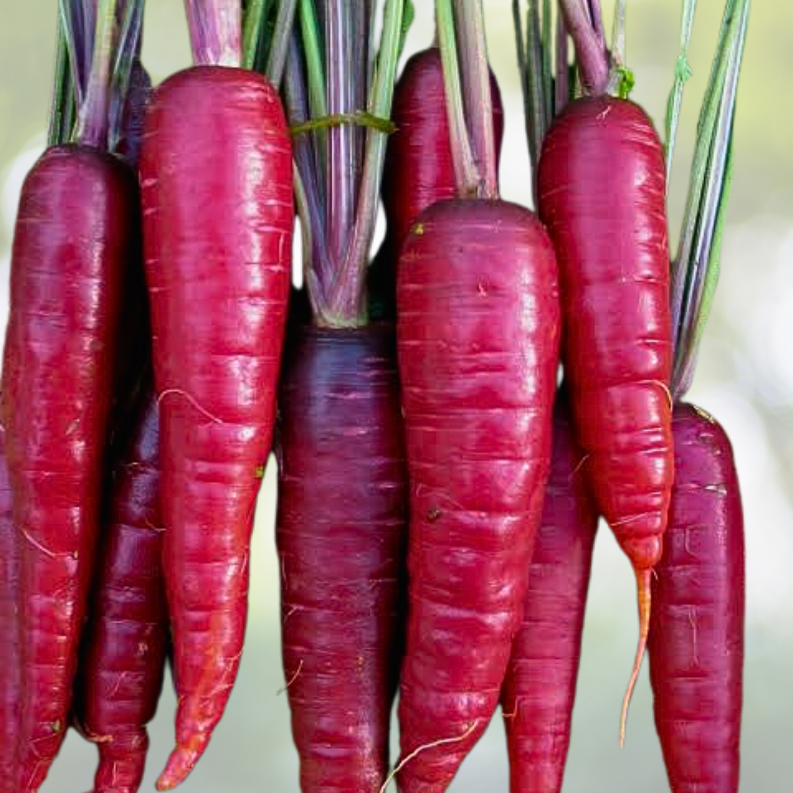 Purple Carrot Seeds - 1000 Count Non-GMO Heirloom Vegetable - Daucus carota