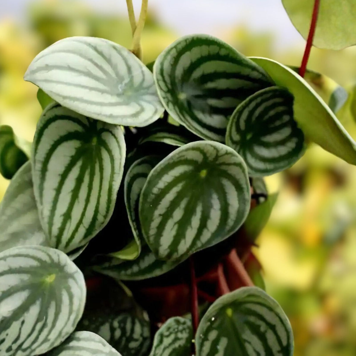 Peperomia Plant in 4" Pot - Watermelon Variety - Peperomia Argyreia - Tropical Houseplant with Striking Foliage