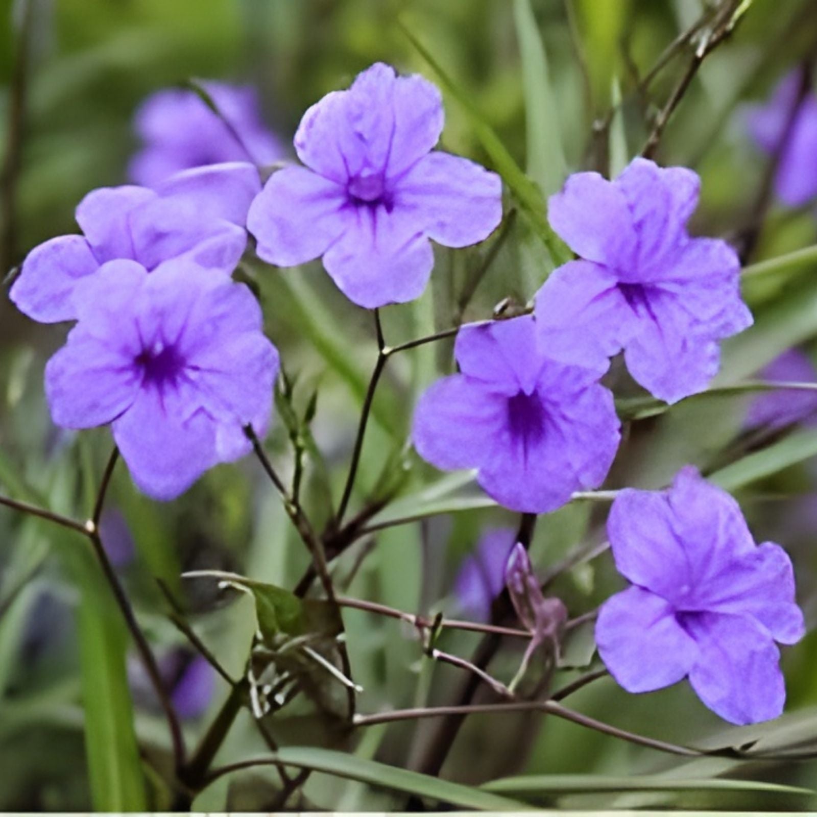 Mexican Petunia Plants - 10 Rooted Plants, Butterfly & Hummingbird Attractant, Ruellia simplex, Garden Flower, Ornamental Plant