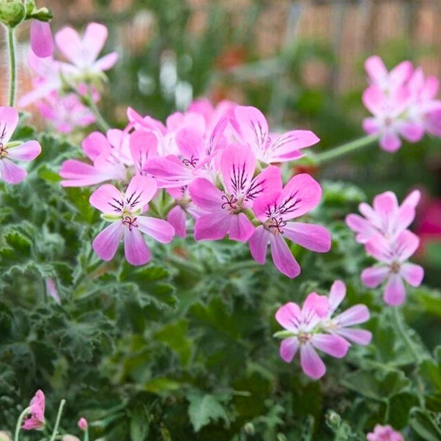 Rose Scented Geranium Cuttings (6) - Pelargonium 'Rose' - Aromatic Herb for Garden and Indoor Use