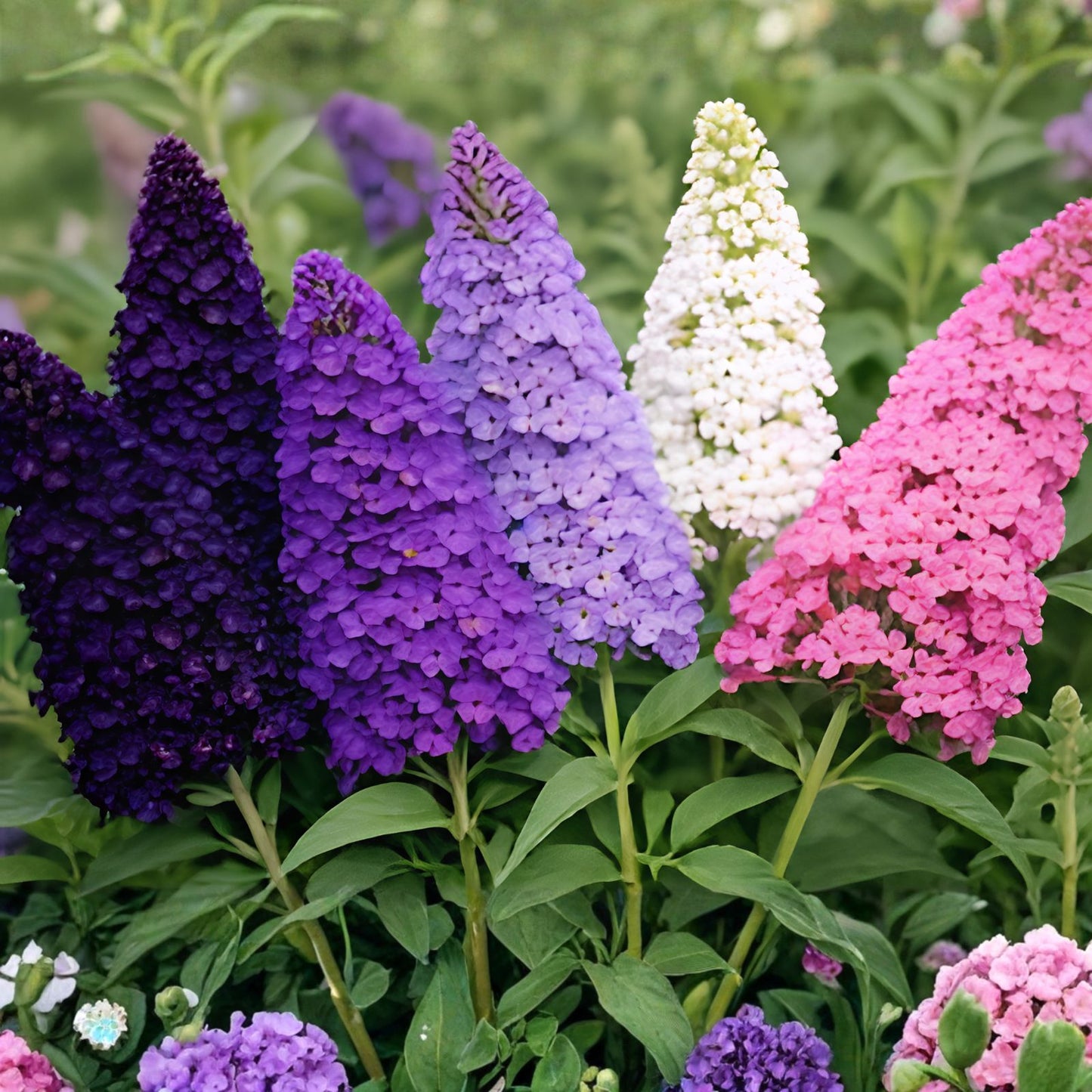 Butterfly Bush Seeds Mix - Buddleja davidii - Multi-Color Flowering Seeds for Pollinator Gardens - 150 Seeds