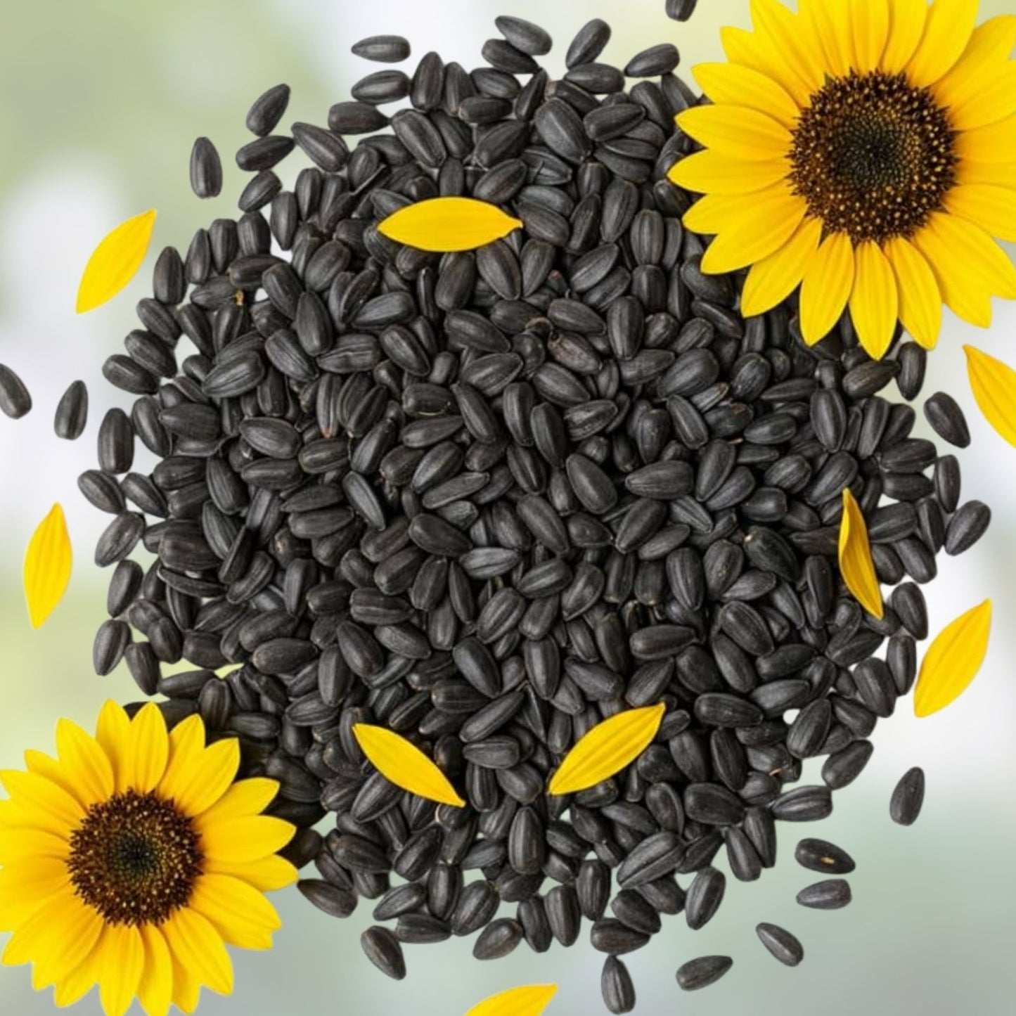 Black Oil Sunflower Seeds for Planting – 200+ Seeds – Attract Birds – Helianthus annuus – Made in USA