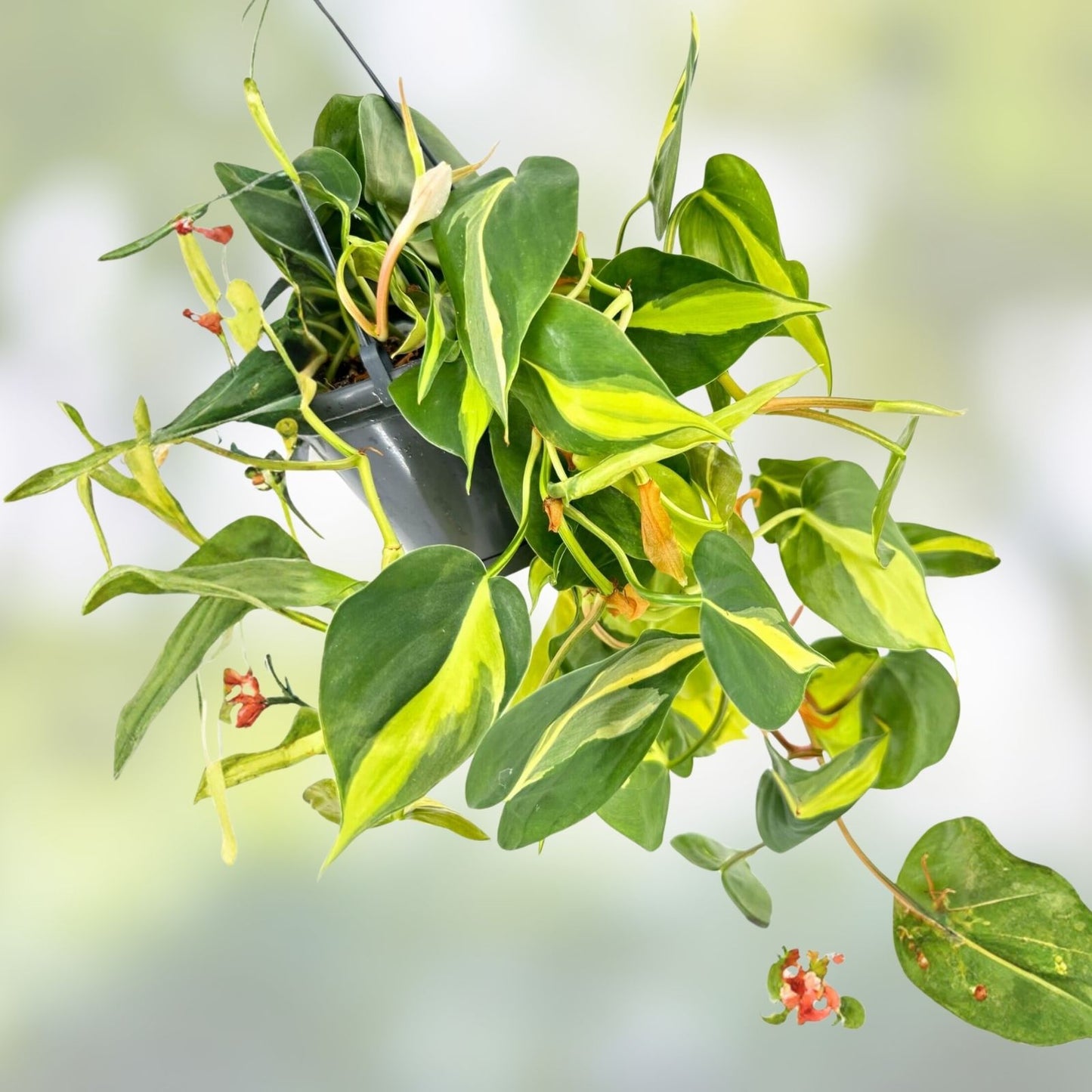 Bundle of 5 Unrooted Plant Cuttings – Philodendron, Pothos, Hoya Varieties for Indoor Propagation