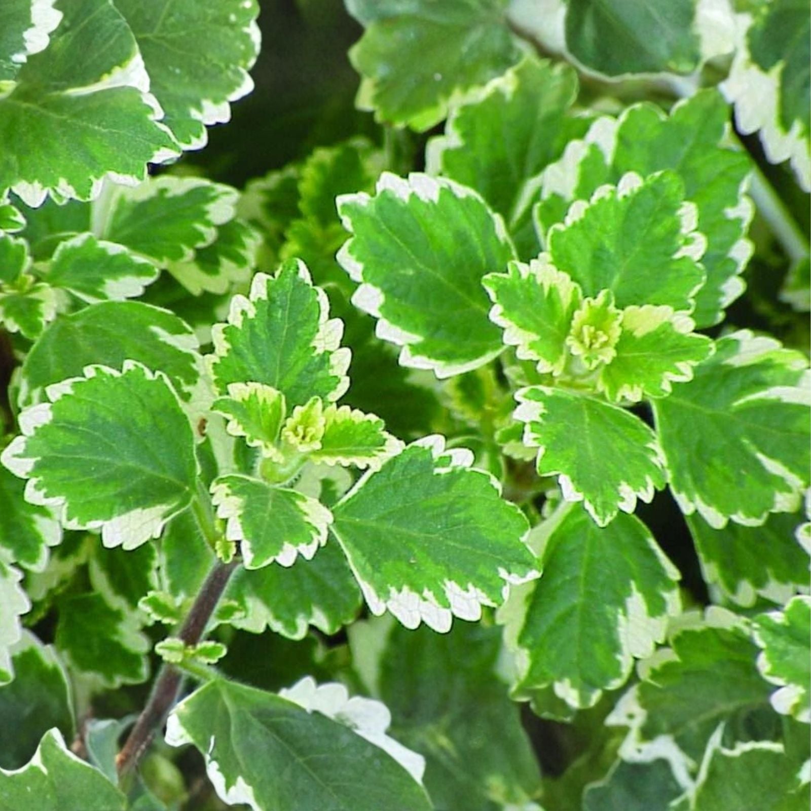 Succulent Cuttings - 4" Plectranthus Coleoides Variegata - Swedish Ivy Live Plants for Indoor Decor - Houseplant Collection