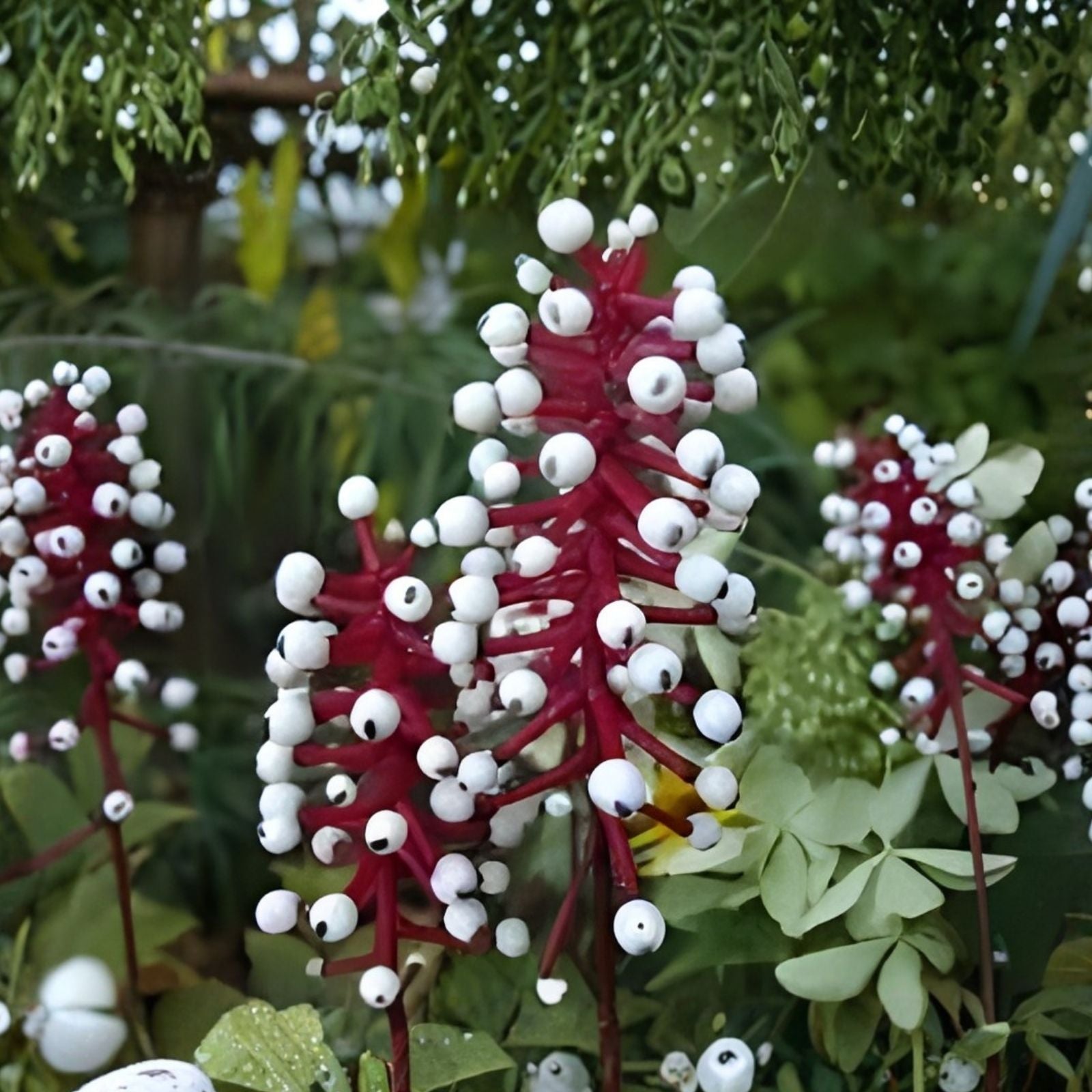 Doll's Eyes Wildflower Seeds - 20+ Non-GMO Actaea pachypoda Perennial Plant for Gardens