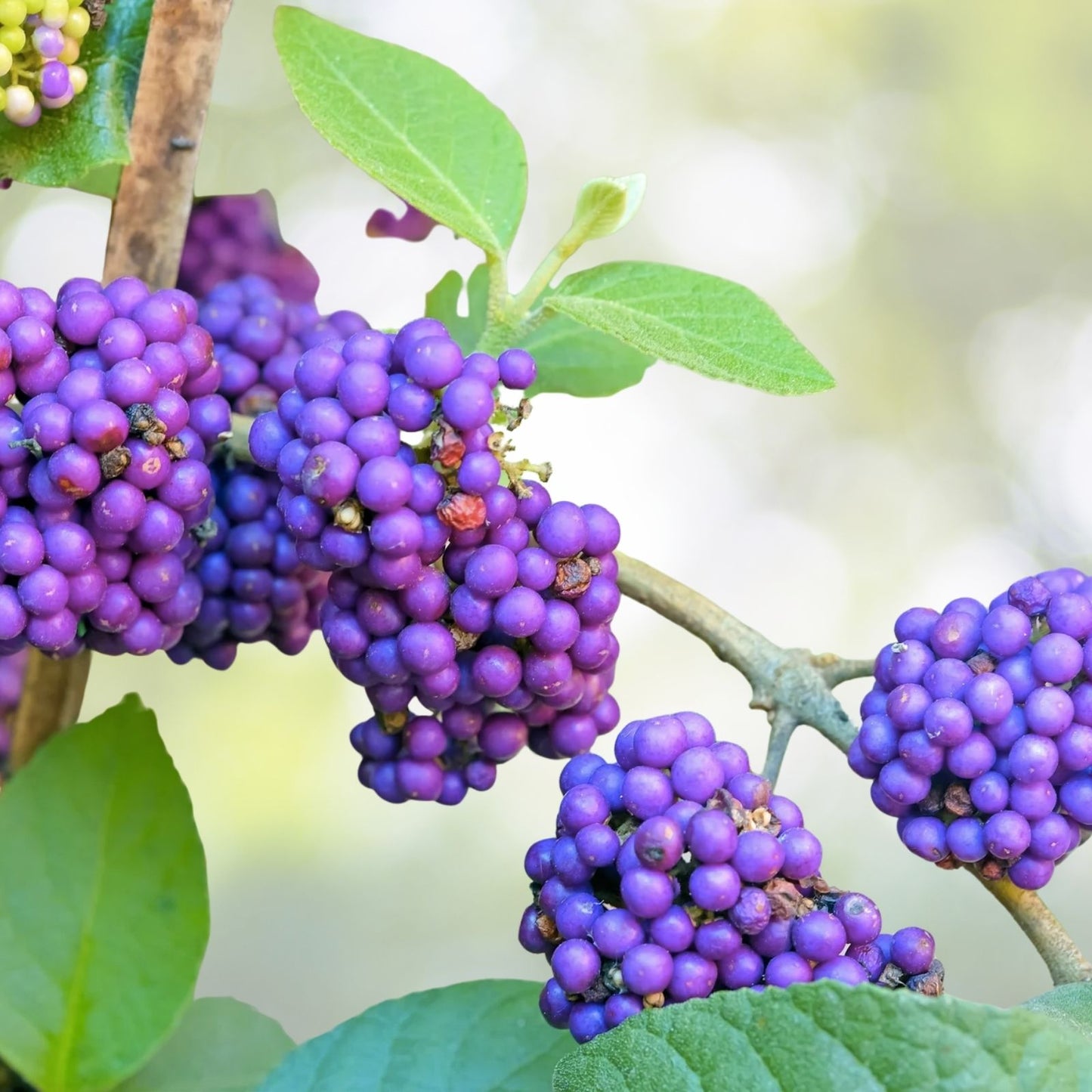 American Beautyberry Seeds - 30+ Seeds, Callicarpa americana, Purple Berries, Native Plant, Free Shipping, US Seller