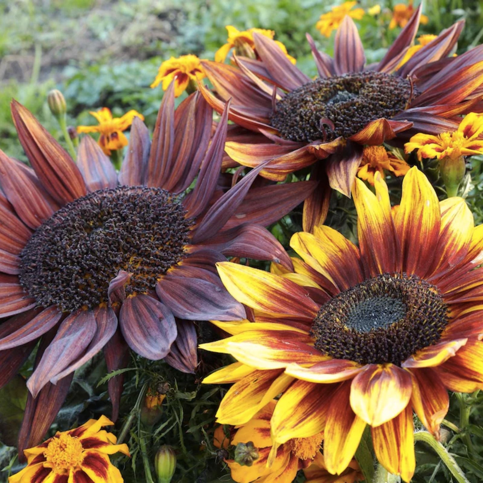 Sunflower Seeds Evening Sunset Blend | Helianthus annuus | 25+ Orange & Yellow Flower Planting Seeds | Live Plant or Cutting