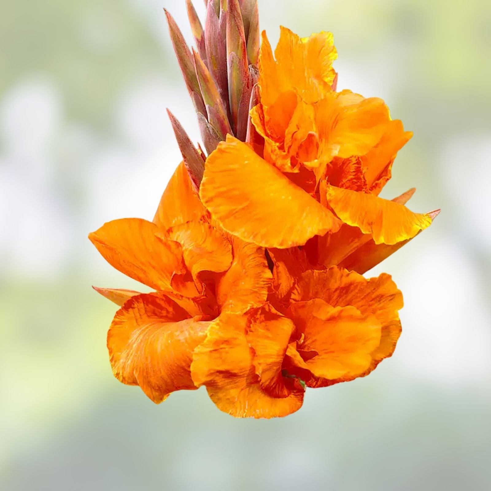 Live Canna Lily Bulb Pretoria Orange Variegated Bengal Tiger Canna striata Tropical Garden Flower