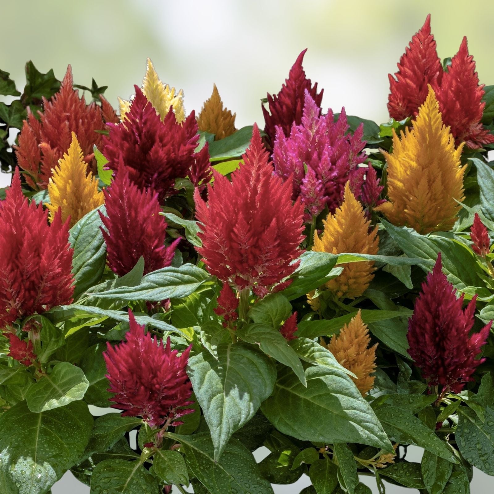 Kimono Celosia Seeds - 200 Organic Mix Variety - USA Grown, Free Shipping - Ornamental Flower Seeds