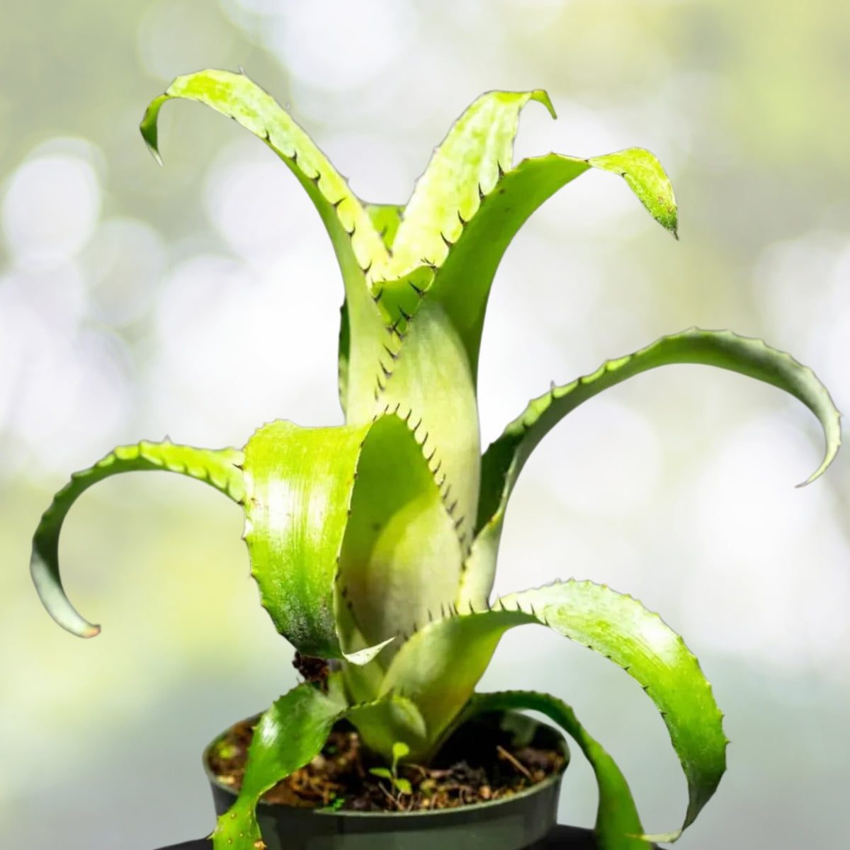 Bromeliad Plant 4 Inch Pot Aechmea Bromelifolia Green | Tropical Indoor Houseplant | Easy Care, Low Light