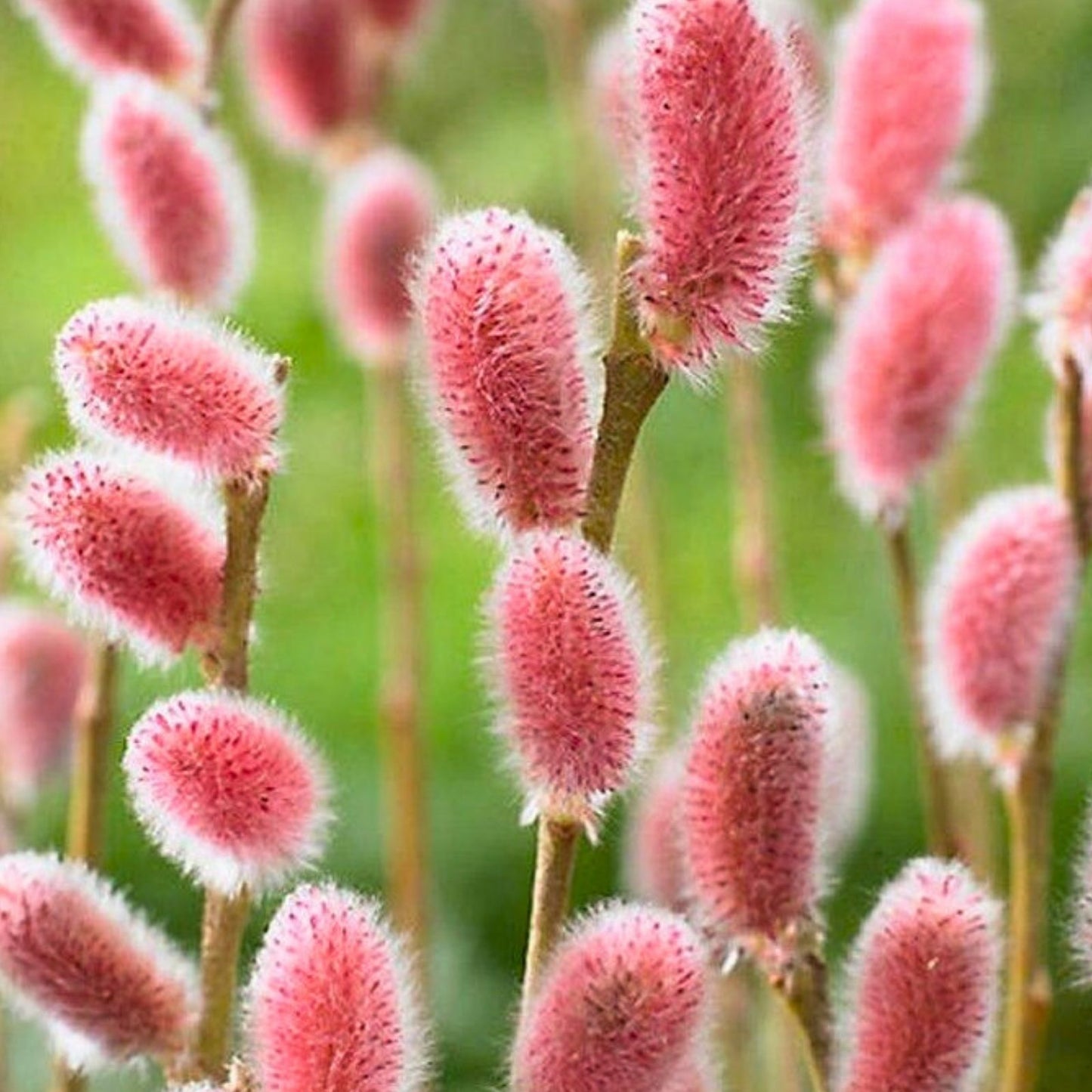 Pink Pussy Willow Live Plant 18 Inches, Salix discolor 'Rosea', Vibrant Pink Foliage Shrub for Garden and Landscape