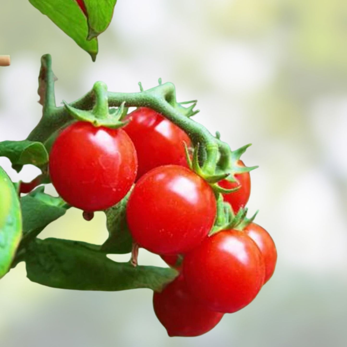Tomato Plants Set of 2 - Chef's Choice Yellow Heirloom, Disease Resistant Lycopersicon esculentum