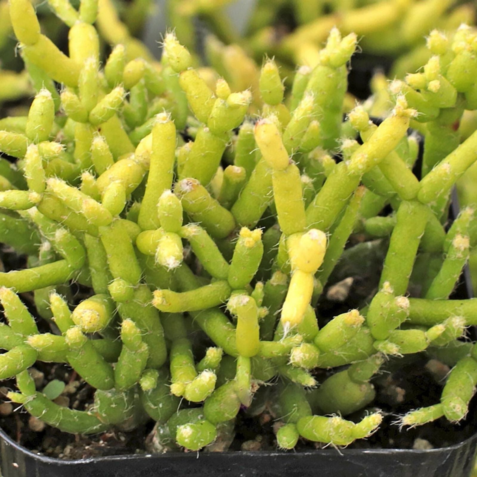 Fresh Cuttings 5 Pack Rhipsalis prismatica Orchid Cactus Succulent Plant Rare Hard to Find