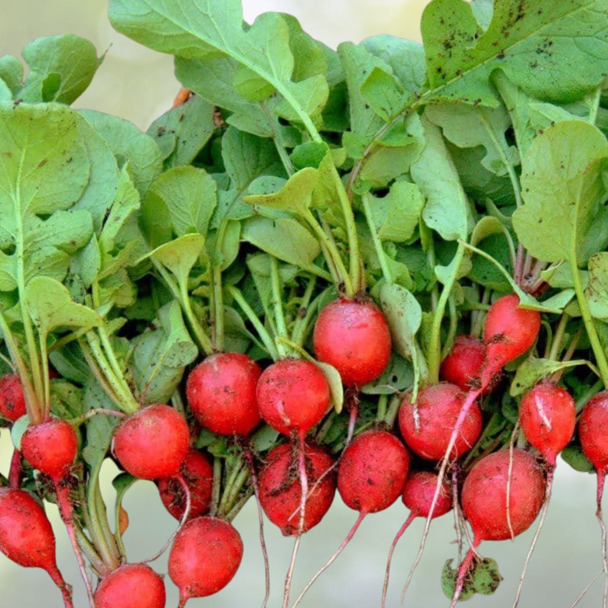 Champion Heirloom Radish Seeds - 100+ Non-GMO Seeds for Home Gardening - Raphanus sativus
