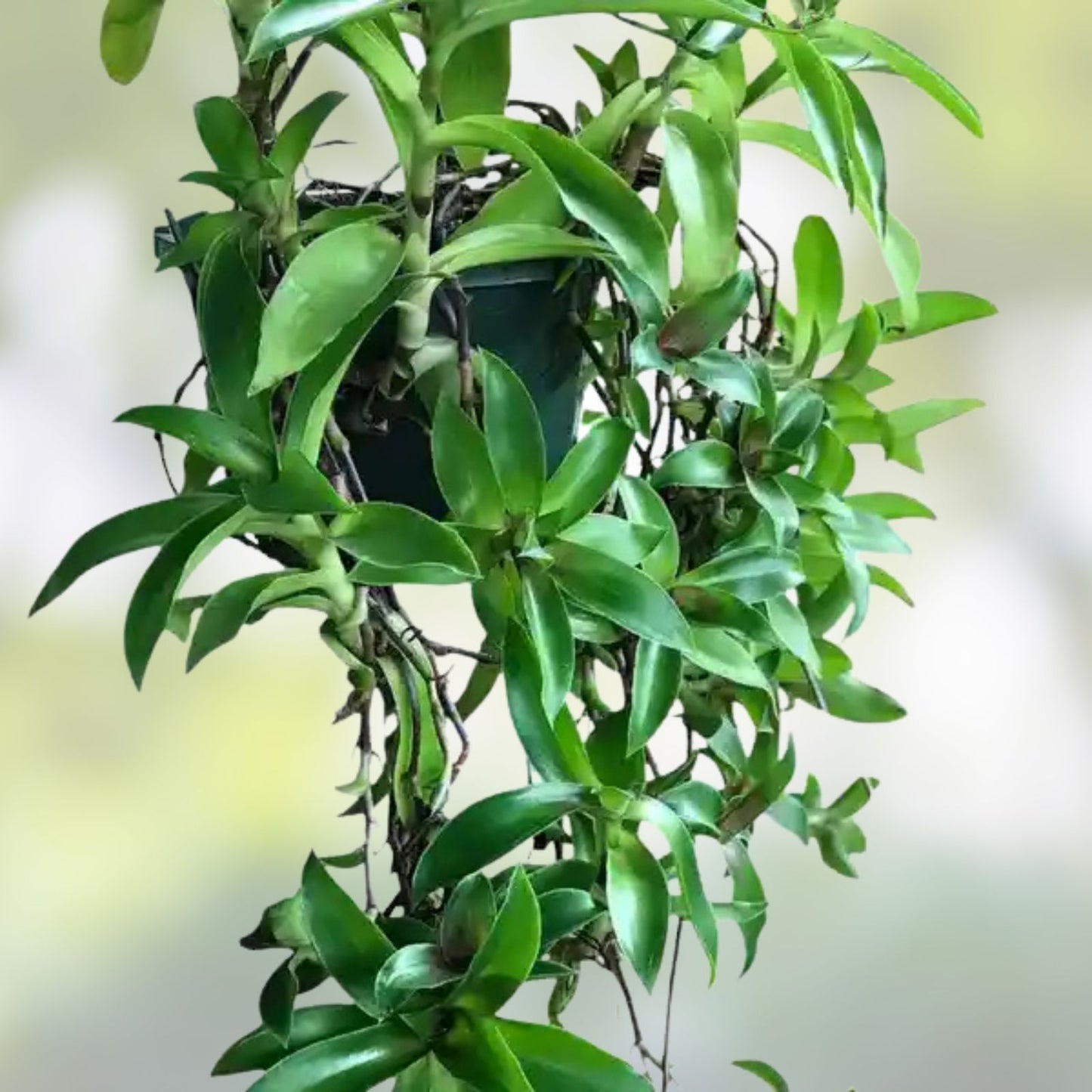 Basket Plant Cutting, Callisia Fragans, Trailing Houseplant, Indoor Decor, No Roots, Green Foliage, Easy Care