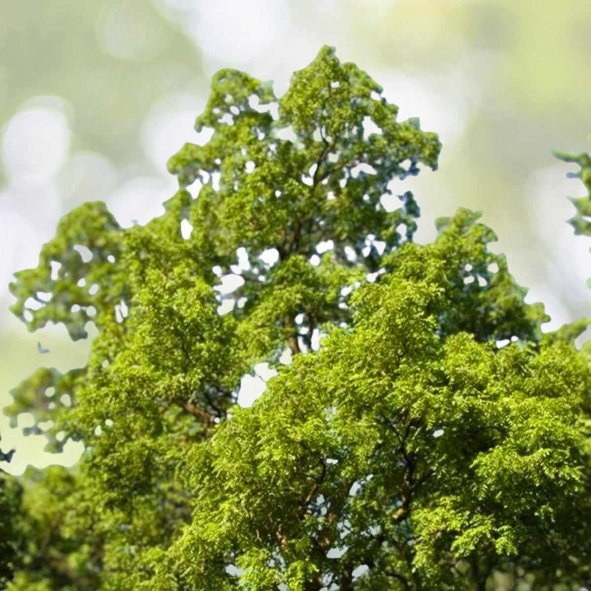Black Walnut Tree Live Plant 12-24in Juglans nigra Deciduous for Landscaping Fast Growth North American Native