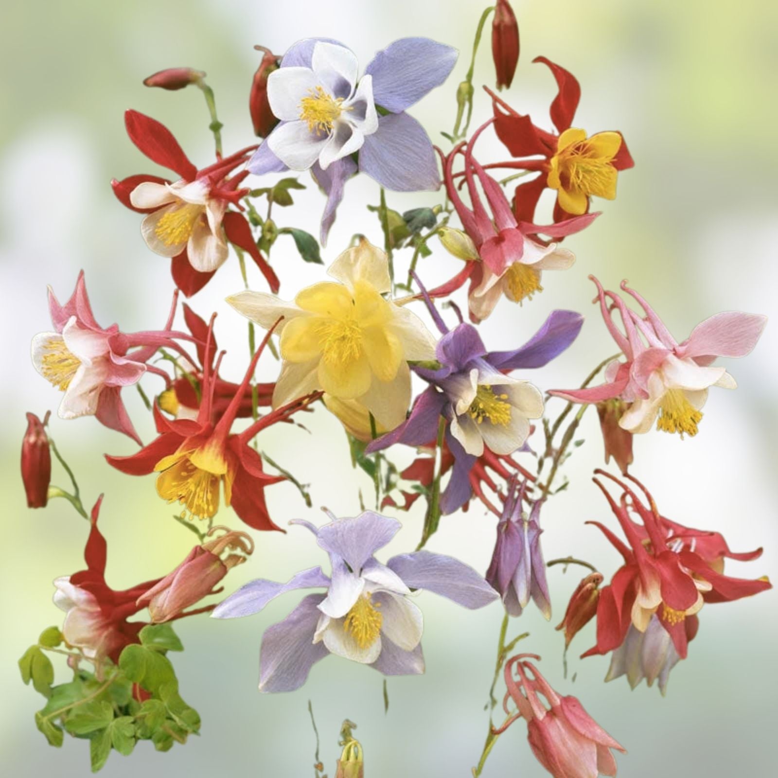 Multicolor Columbine Seeds 100 Pack Non-GMO Aquilegia caerulea Glass McKana Variety Garden Flower Seeds