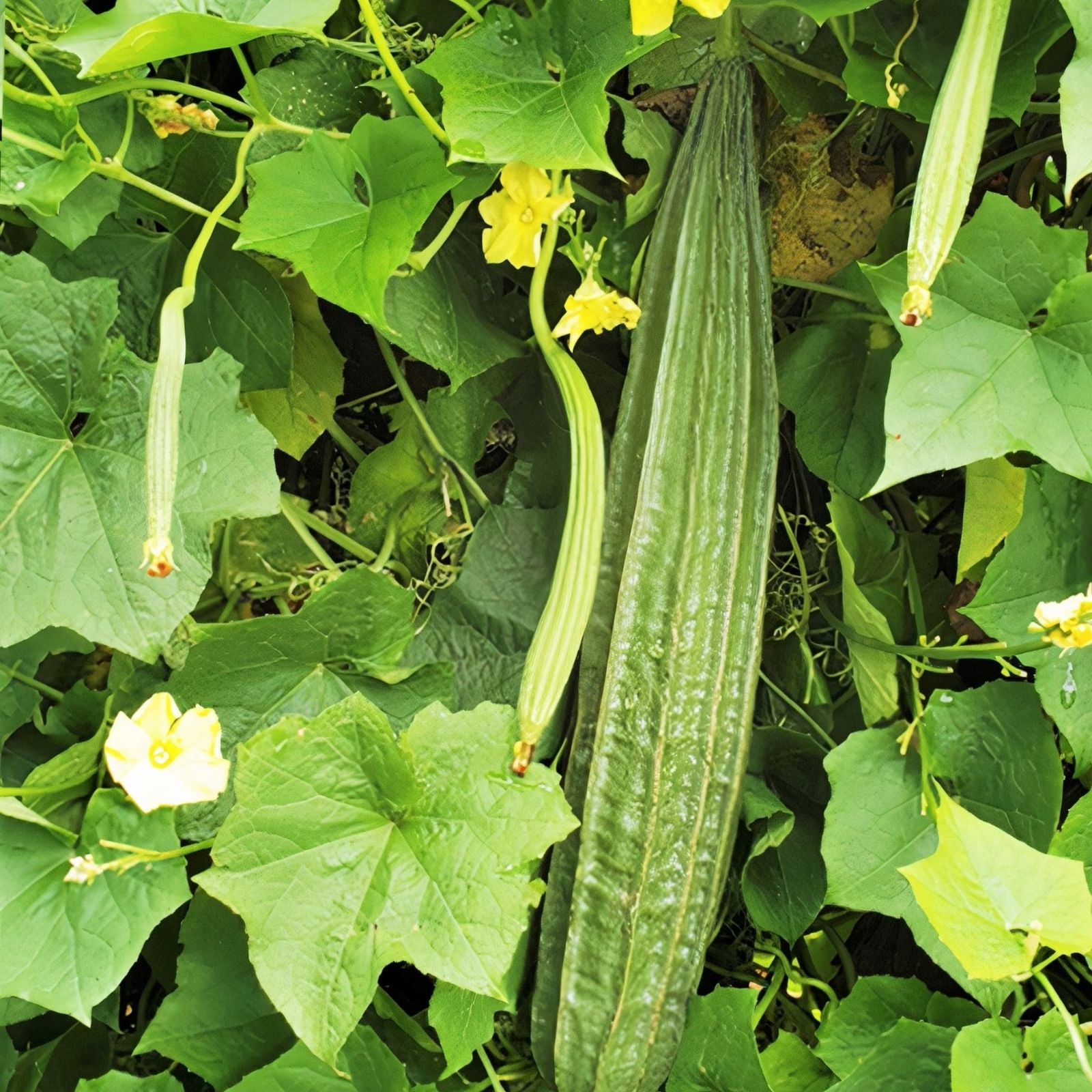 Smooth Bitter Melon Seeds 10 Pack - Rare Momordica charantia Vegetable Seeds for Planting
