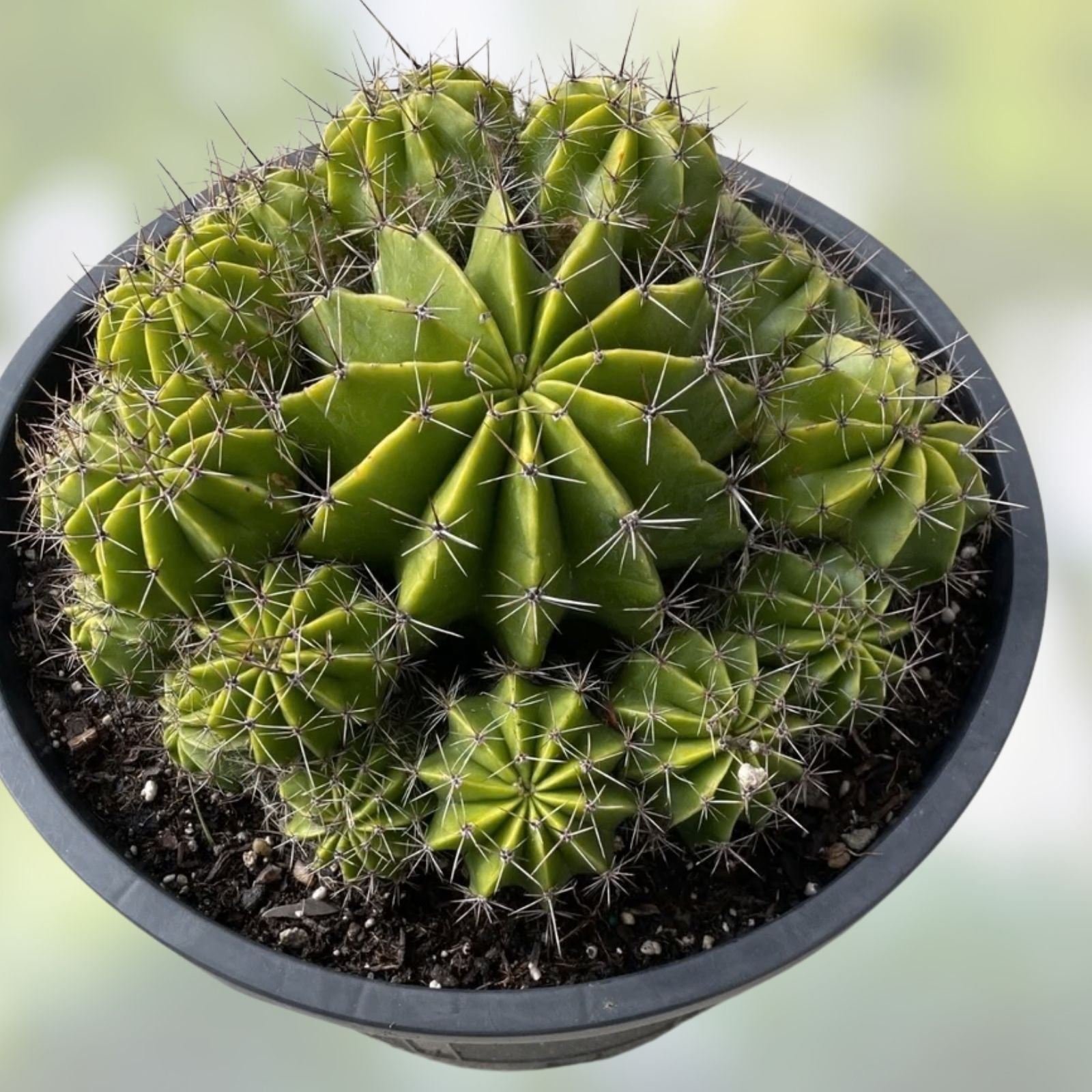 Echinopsis Hybrid Riverside Cutting – Large Unrooted Succulent Cactus, Propagation Plant, 12x4 Inch, 4 Pound