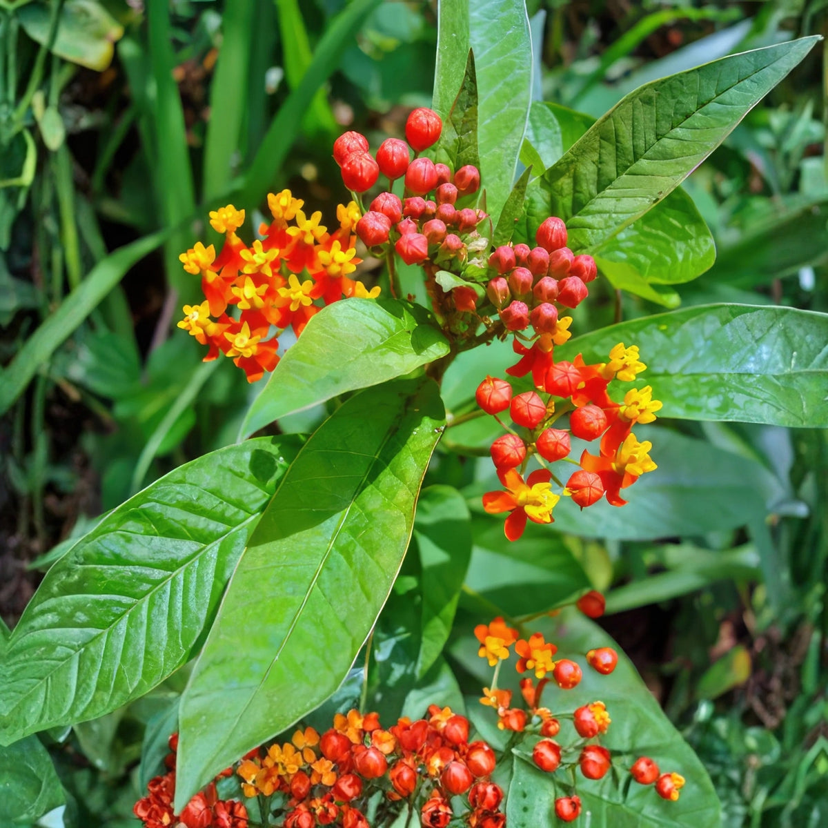 Tropical Milkweed Plant - Vibrant Red and Yellow Flowers - Asclepias curassavica - Pollinator-Friendly Butterfly Magnet