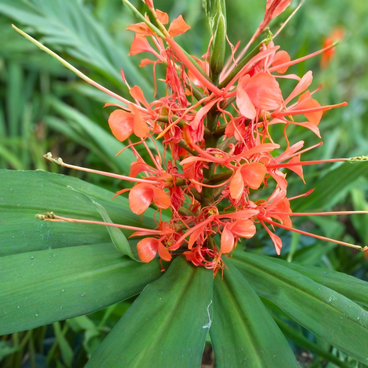 Pink Hedychium Ginger Rhizomes - 2 Coral Rhizomes, Low Maintenance Tropical Plant, Attracts Butterflies - Hedychium spp.