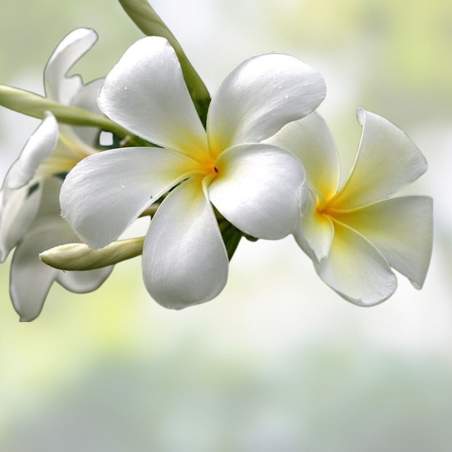 Rooted Plumeria Plant Cutting - Cosmos Variety - 20" with 1 Tip - Frangipani - Tropical Flowering Plant - Garden, Patio, Indoor