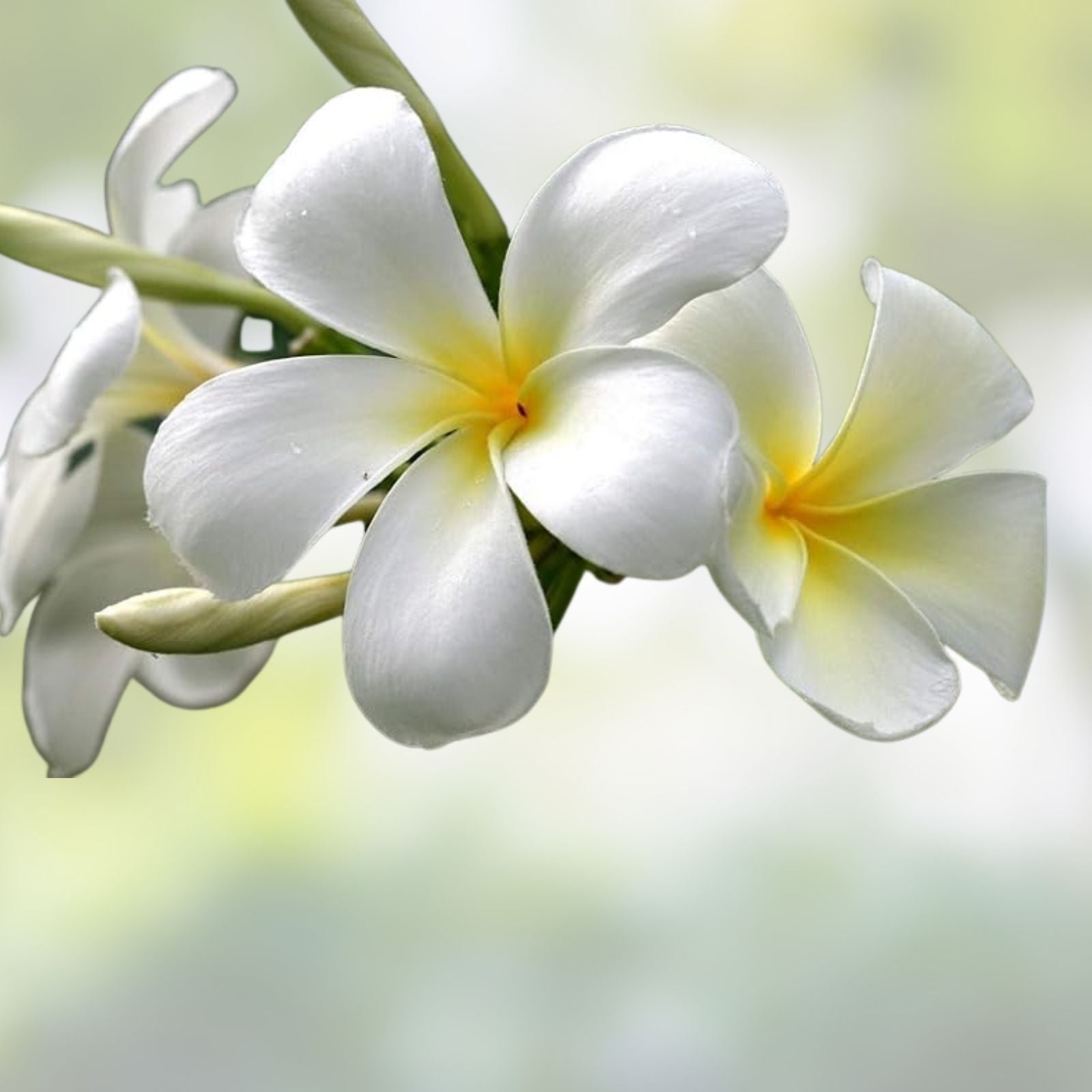 Rooted Plumeria Plant Cutting - Cosmos Variety - 20" with 1 Tip - Frangipani - Tropical Flowering Plant - Garden, Patio, Indoor