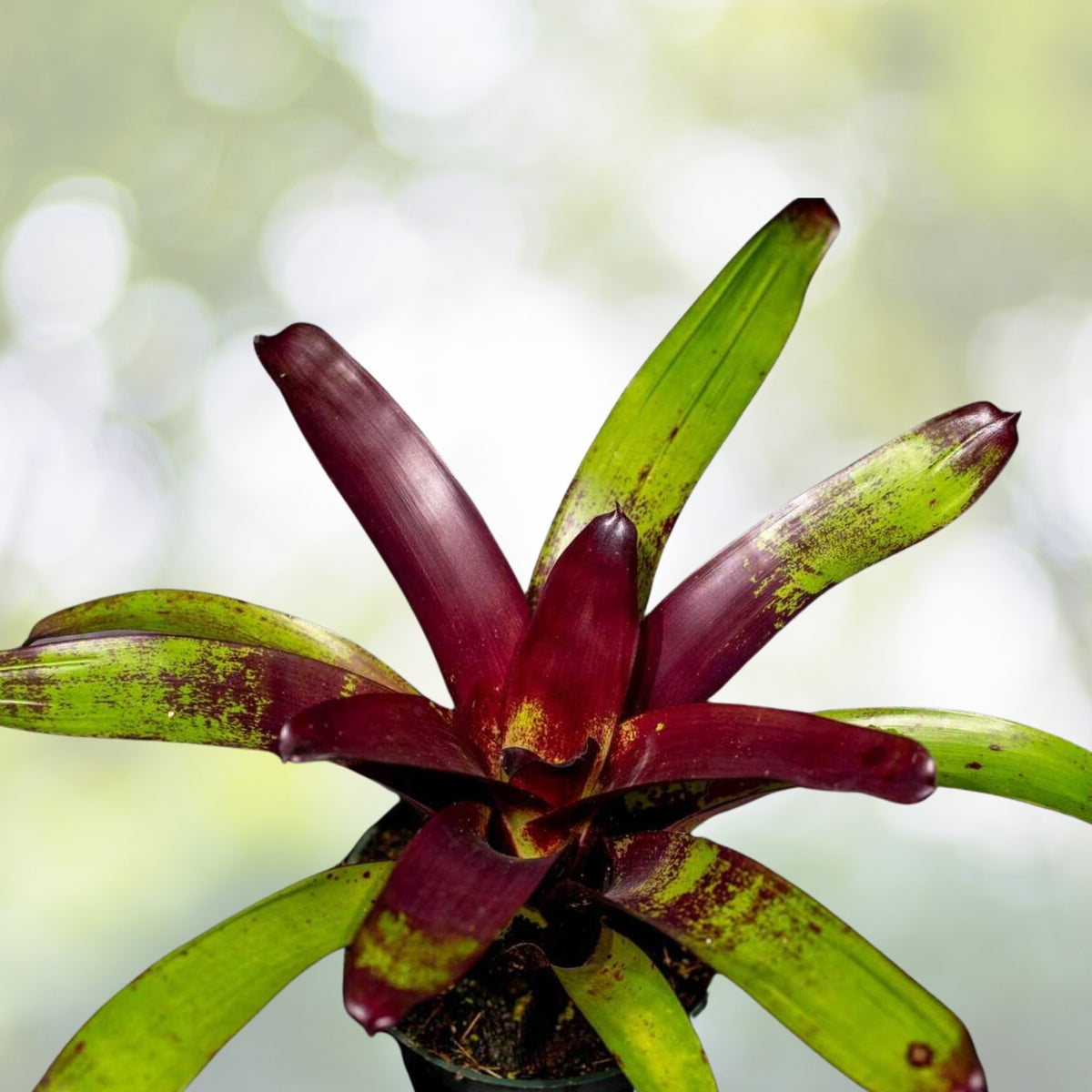 Vriesea Pink Cockatoo Plant - 4" Tropical Bromeliad - Vibrant Pink Foliage - Vriesea spp. - Ideal for Home Decor