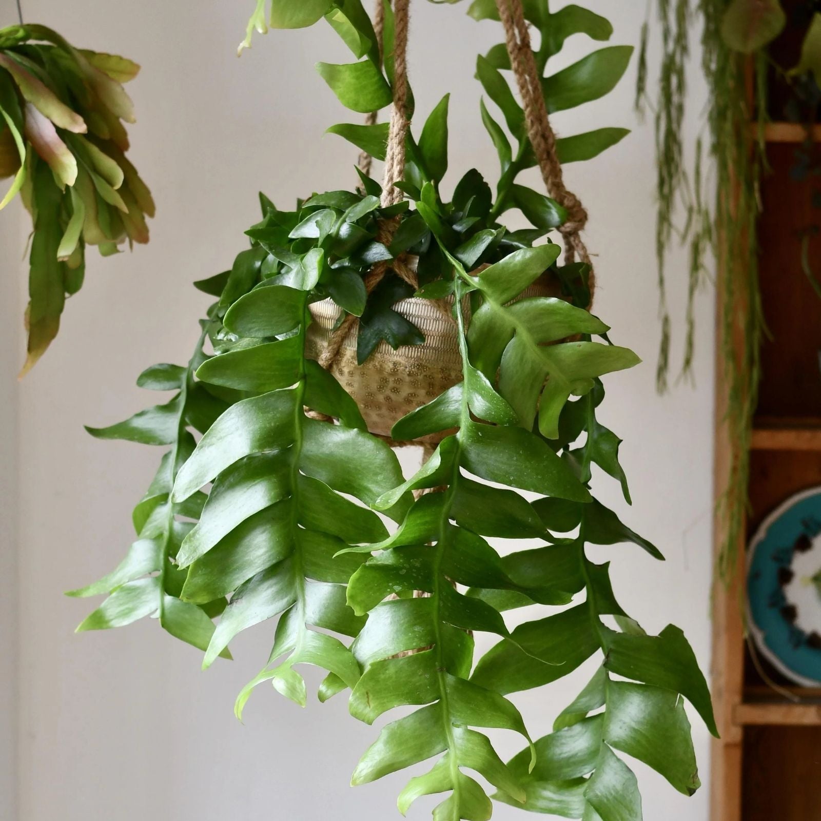Shark's Tooth Fern Cactus Cuttings - Live Plant Selenicereus chrysocardium - Succulent, Unique Green Foliage, Easy to Grow