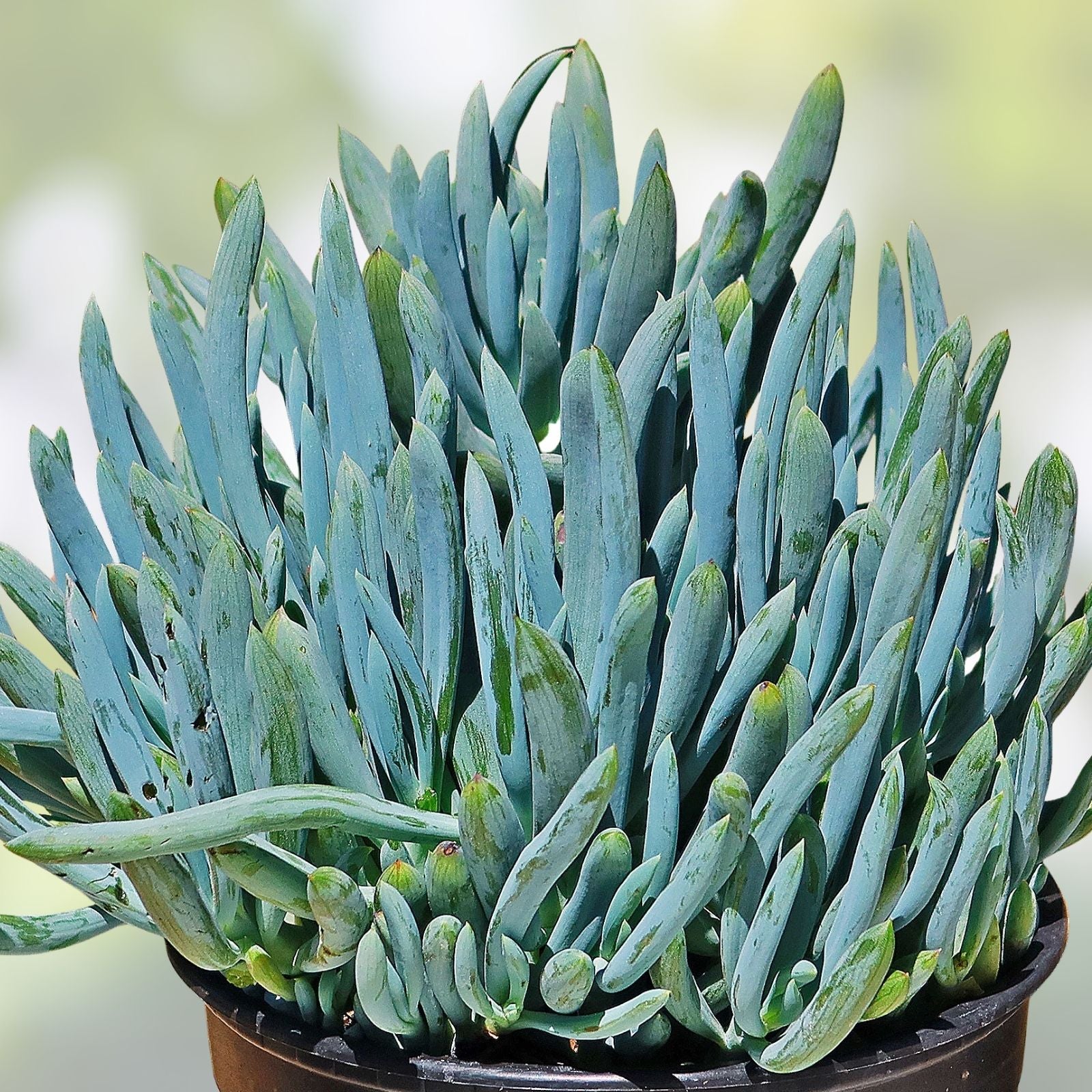 Senecio Vitalis Blue Serpents Succulent Cuttings - 9 Pack 6" Plant Sticks for Indoor Garden Decor
