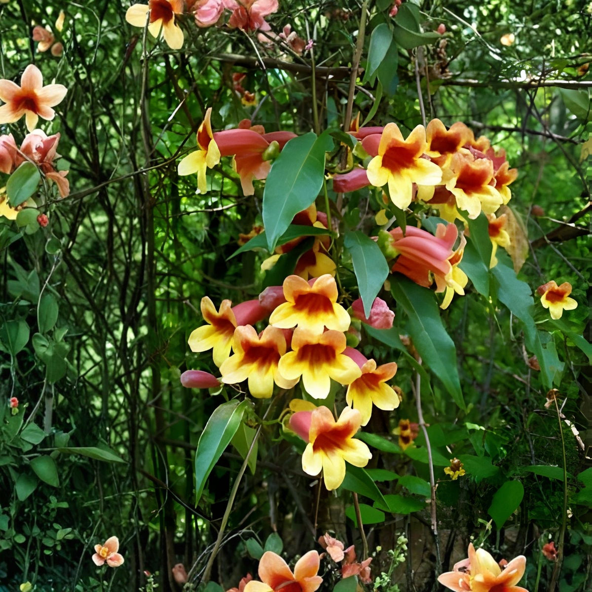 Crossvine Live Plants 2-Pack, Bignonia capreolata, Orange/Red Flowers, Hummingbird Attractant, Southern Native Vine