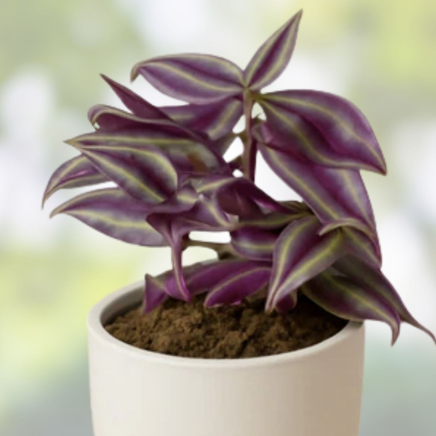 Wandering Jew Cuttings - 12 Fully Rooted Plants - Tradescantia zebrina - Indoor Houseplant, Easy Care, Vibrant Green and Purple Foliage