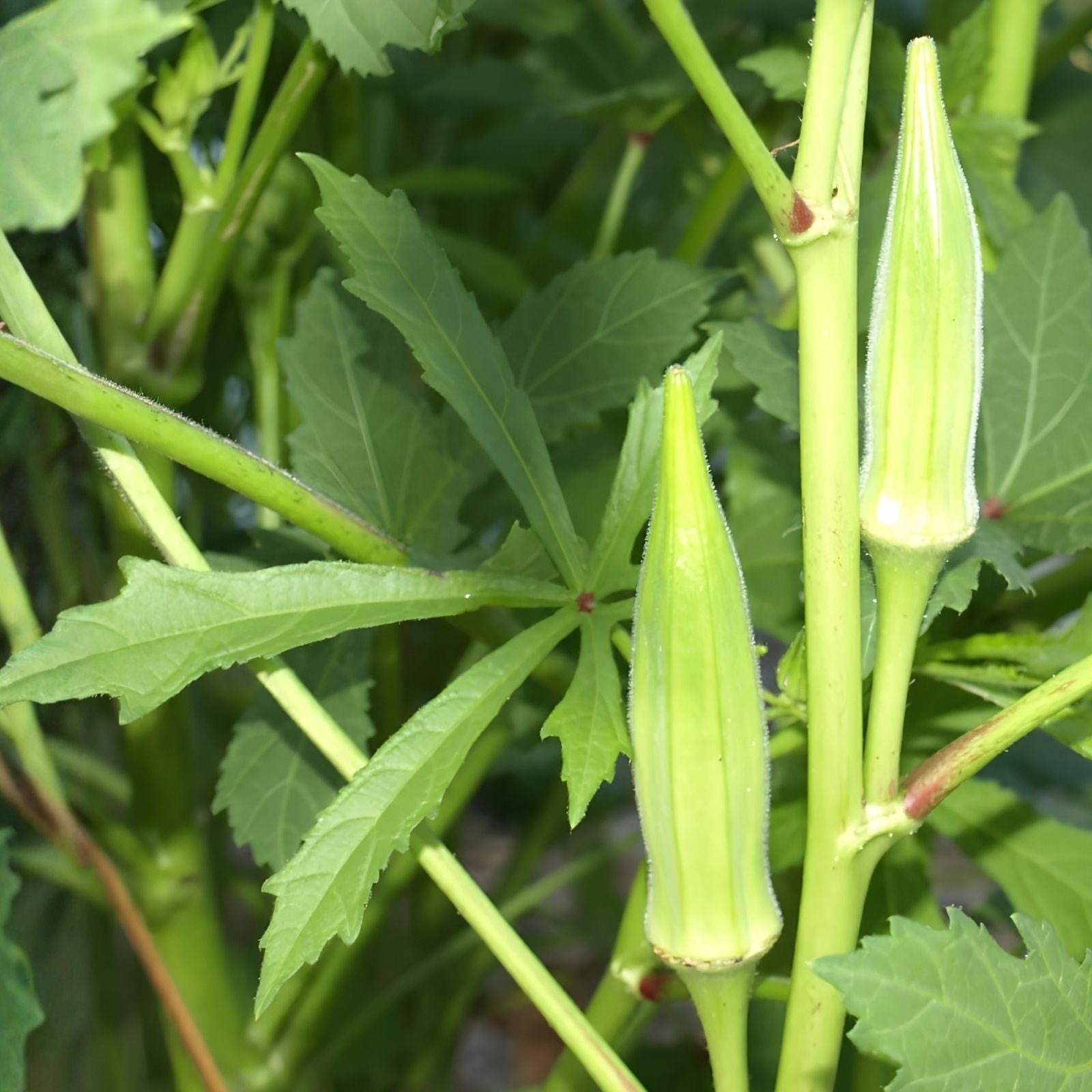 Spineless Okra Seeds 250 Count Non-GMO Heirloom Abelmoschus esculentus Grown in USA Ships from Iowa
