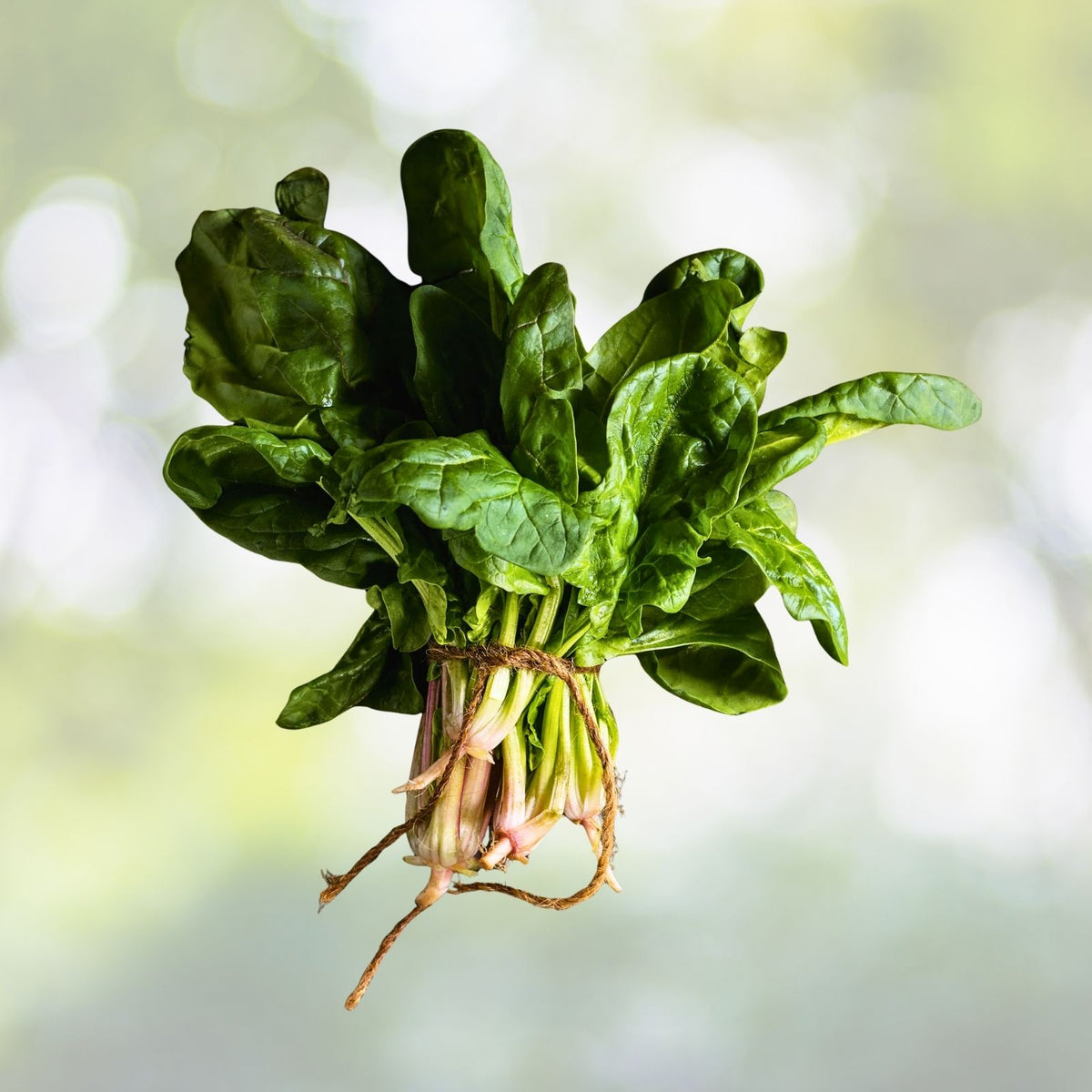 Giant Noble Spinach Seeds | Heirloom NON-GMO Seeds | Fresh Vegetable Seeds | Spinacia oleracea