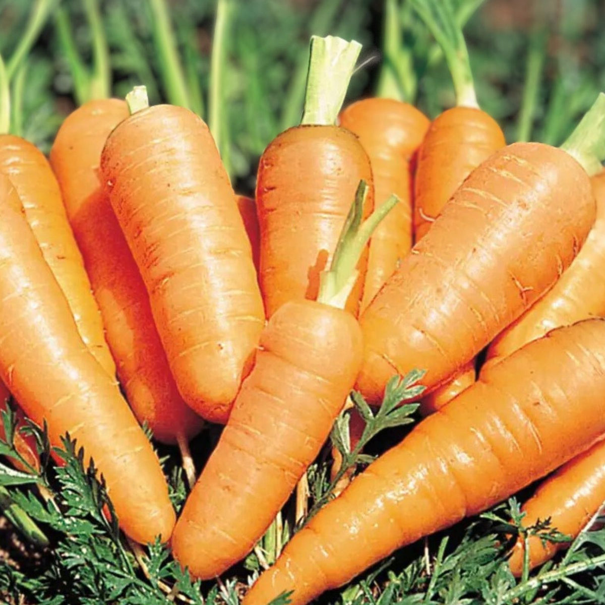 Heirloom Carrot Seeds 500+ Danvers Half Long Tasty Carrots for Salads Daucus carota