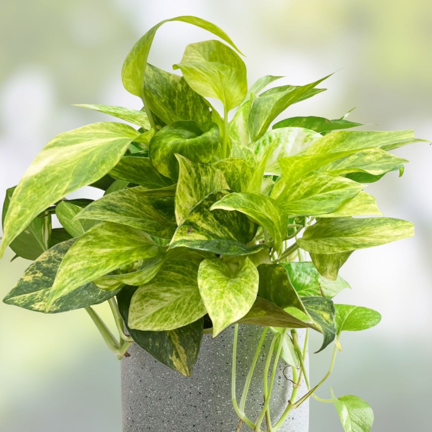 Pothos Ivy Cuttings Combo – 6 Indoor Plant Cuttings with Marble Queen, Lemon/Neon, N’Joy Varieties – Epipremnum aureum