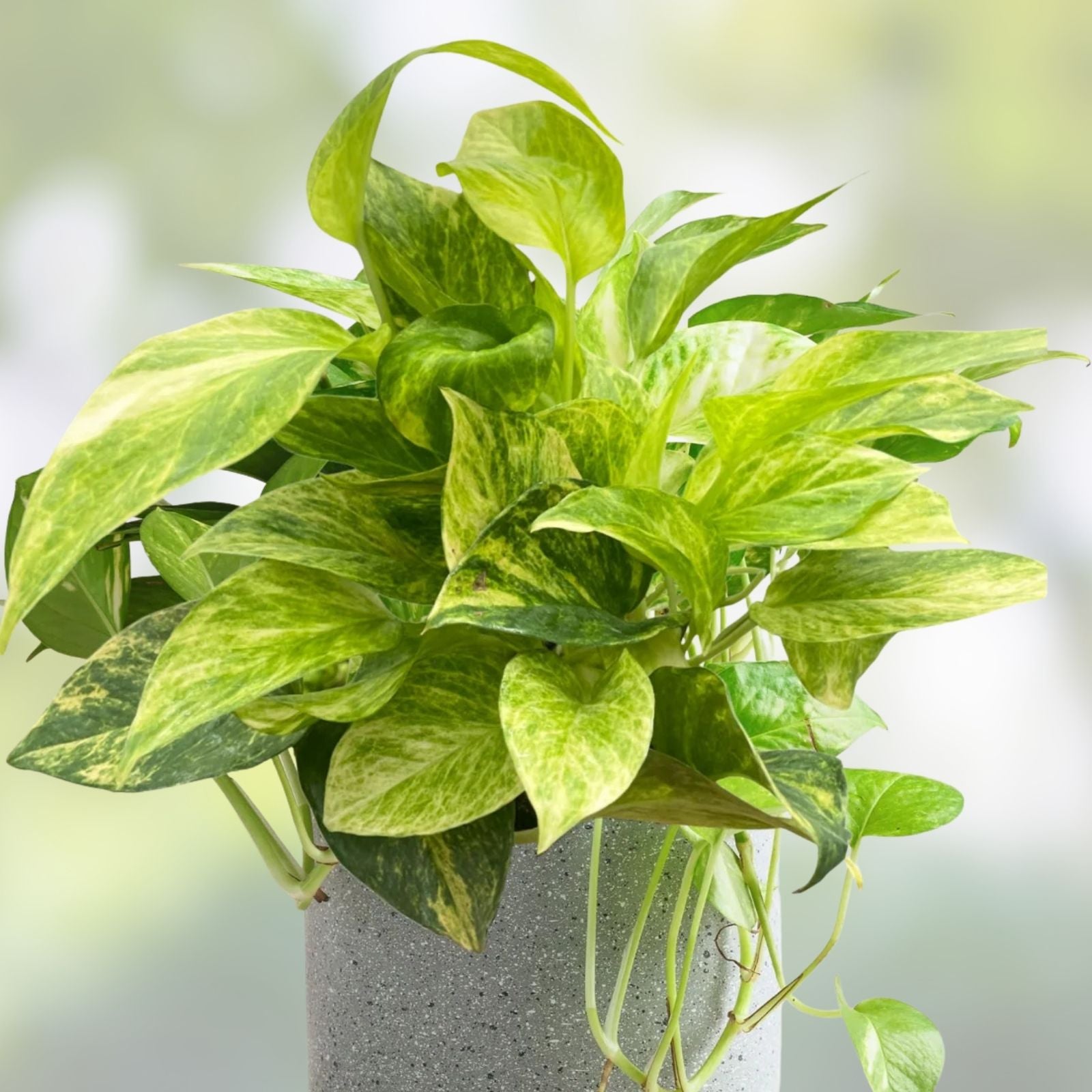 Pothos Ivy Cuttings Combo – 6 Indoor Plant Cuttings with Marble Queen, Lemon/Neon, N’Joy Varieties – Epipremnum aureum