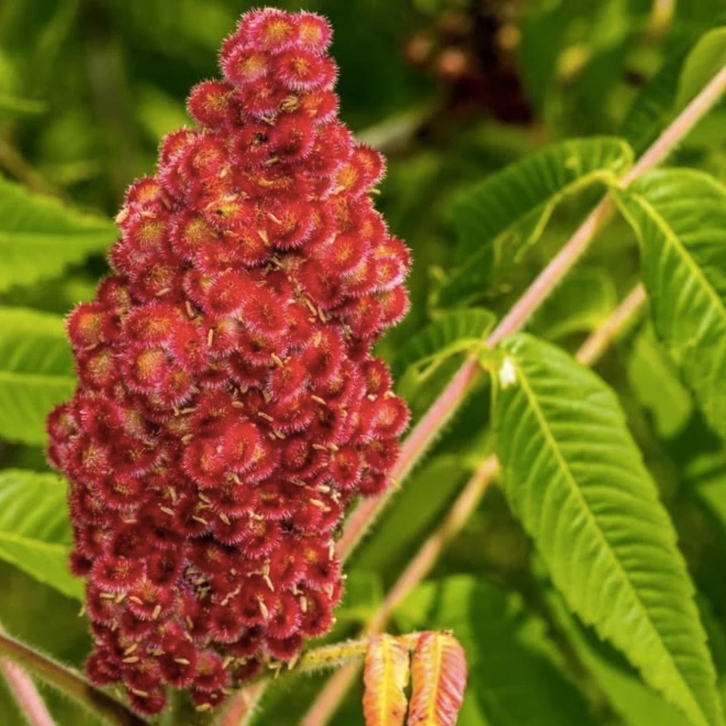 Winged Sumac Seeds 30 Count - Rhus copallinum Native Plant Seeds for Gardening and Landscaping