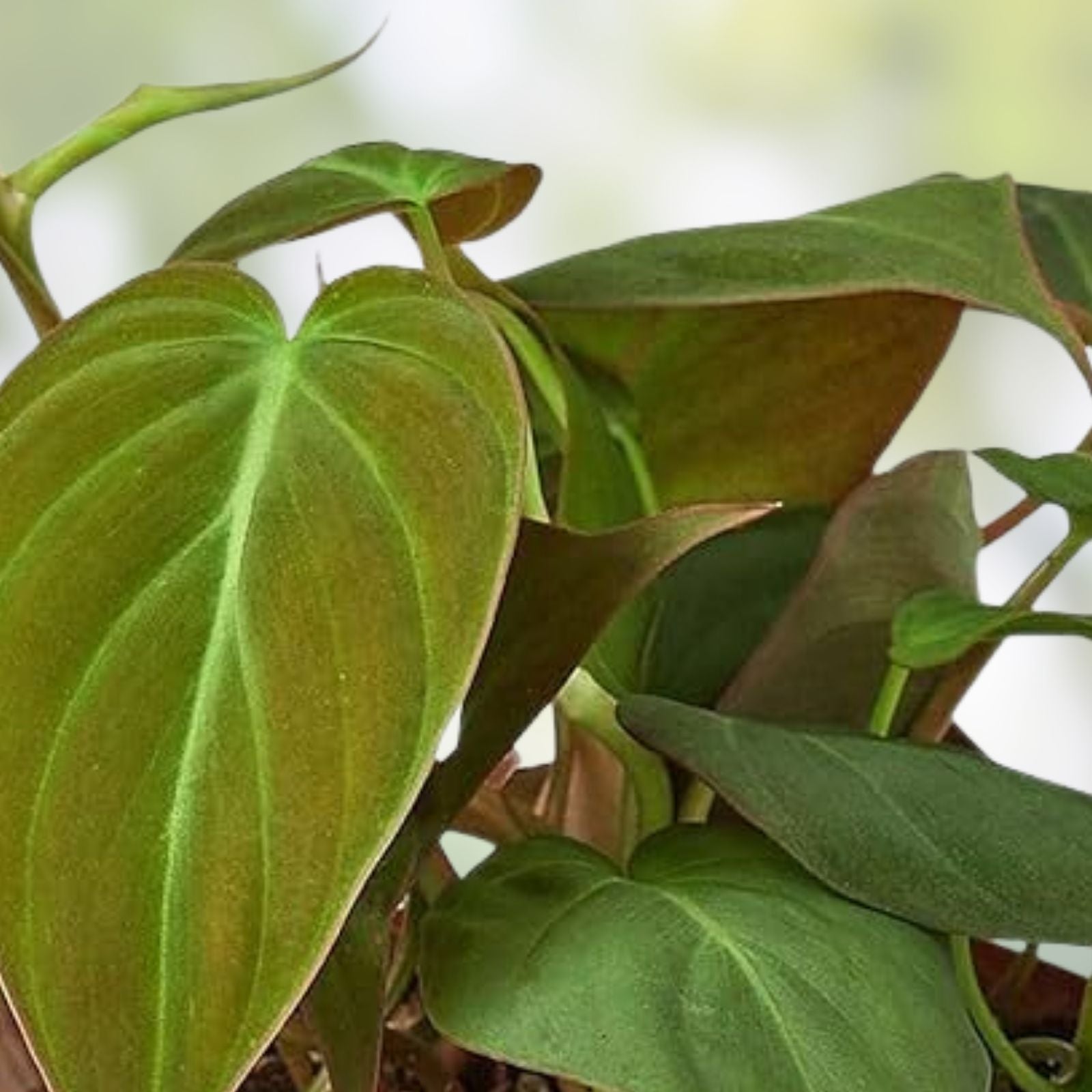 Philodendron Micans 4" Potted Plant – Velvet Green Heart-Shaped Leaves Indoor Houseplant (Philodendron micans)