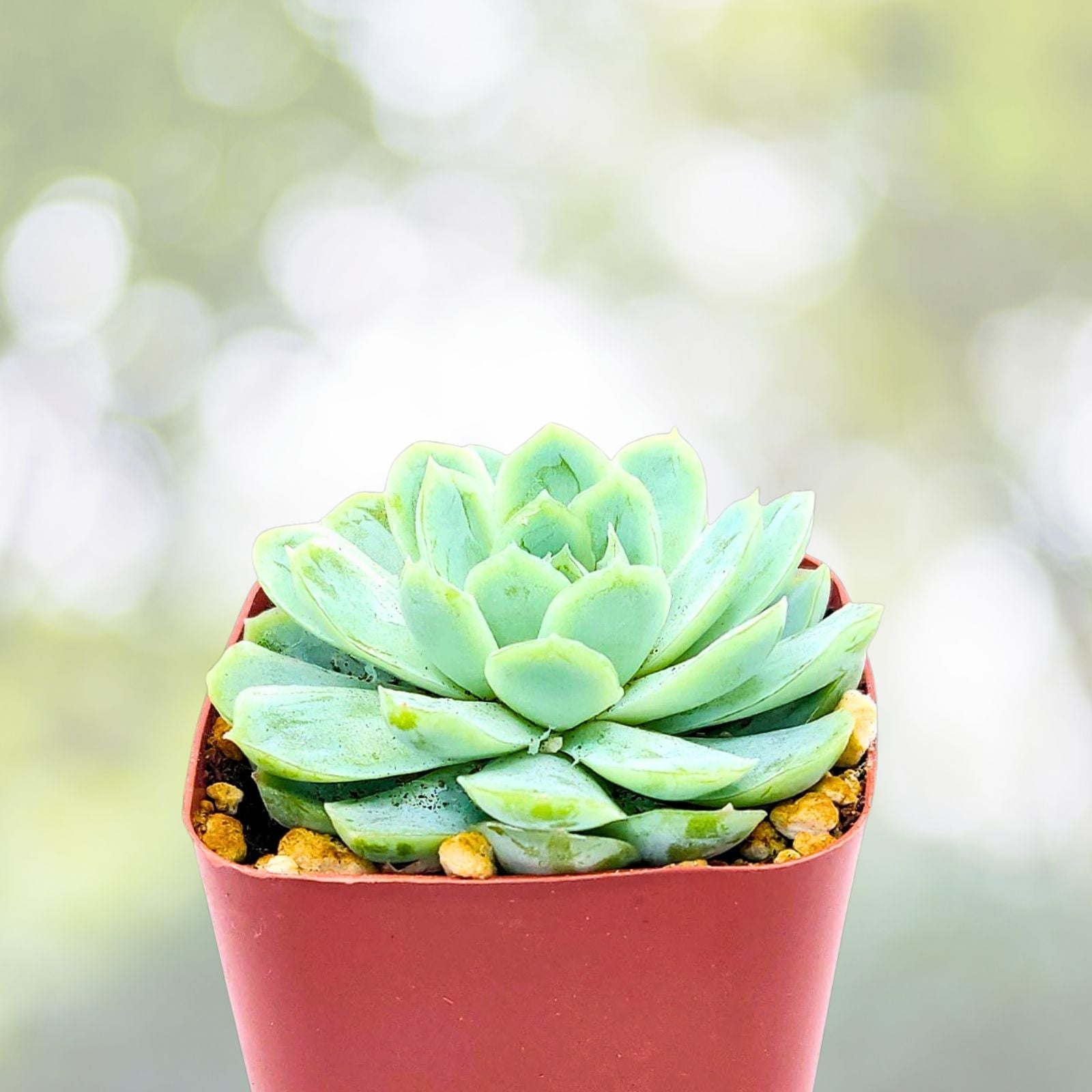 Echeveria Succulent 3 Live Rooted Plants 1-2 Inch Mexican Snowball Echeveria Elegans