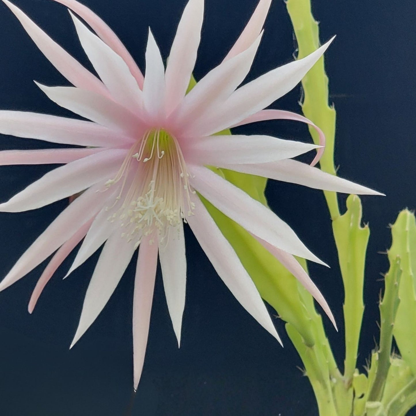 Epiphyllum Cutting Unrooted HB La Donna Veneziana Exotic Cactus Plant 2025 Introduction