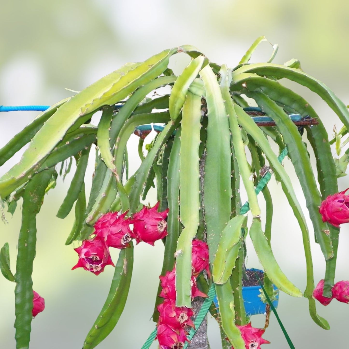 Dragon Fruit Cuttings 8-14 Inches - Hylocereus Undatus - Organic Plant Cuttings for Home Garden and Indoor Growing