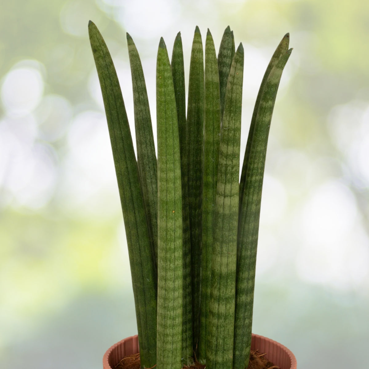 Cylindrical Snake Plant 4in Pot - Sansevieria Cylindrica - Dracaena angolensis - African Spear Succulent - Indoor Plant Decor