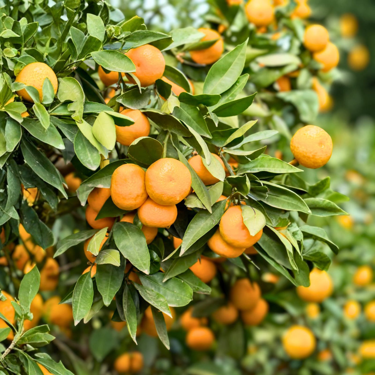 Grafted Pineapple Orange Tree 1 Gallon - Sweet Orange Citrus sinensis, Potted Plant with Soil, Ideal for Home Garden
