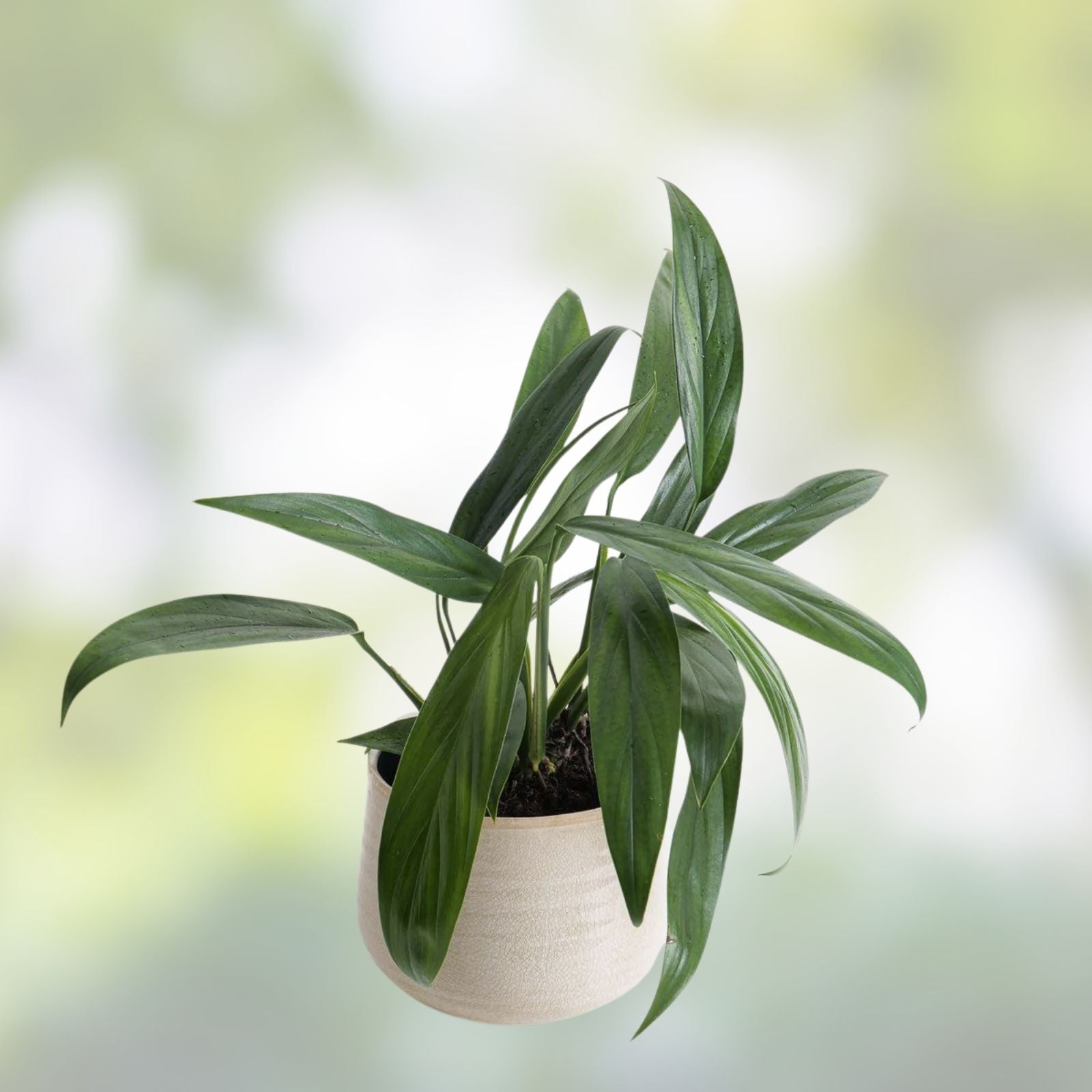 Epipremnum Amplissimum Cutting - Live Indoor Houseplant, Green Foliage, Easy Care, Tropical Vine, Pothos Alternative