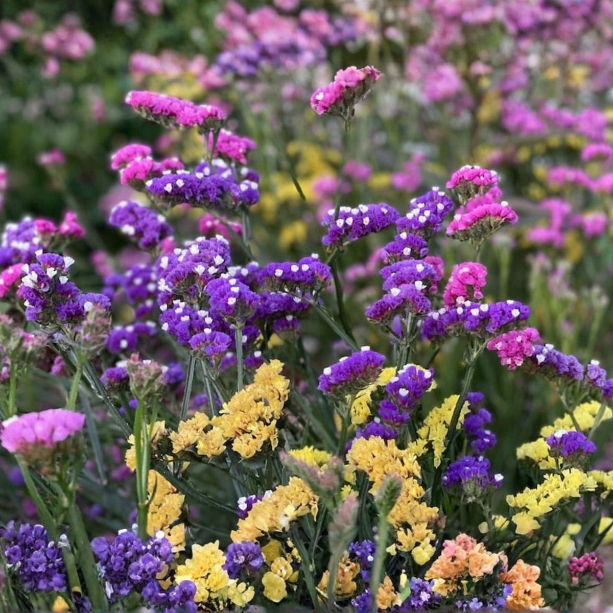 Statice Seeds 85 Count - Limonium Drought-Tolerant Perennial Flower Seeds for Garden Blooms
