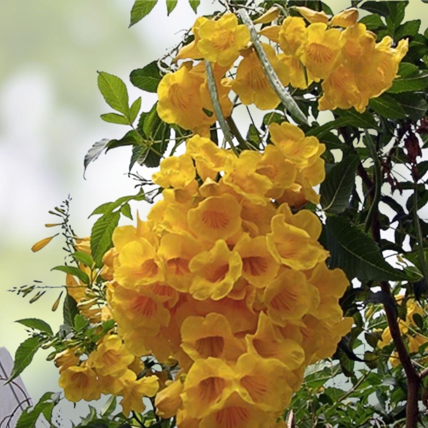 Yellow Trumpetbush Seeds - 20 Count - Rare Exotic Tecoma stans - Bright Yellow Flowering Shrub for Garden and Landscaping