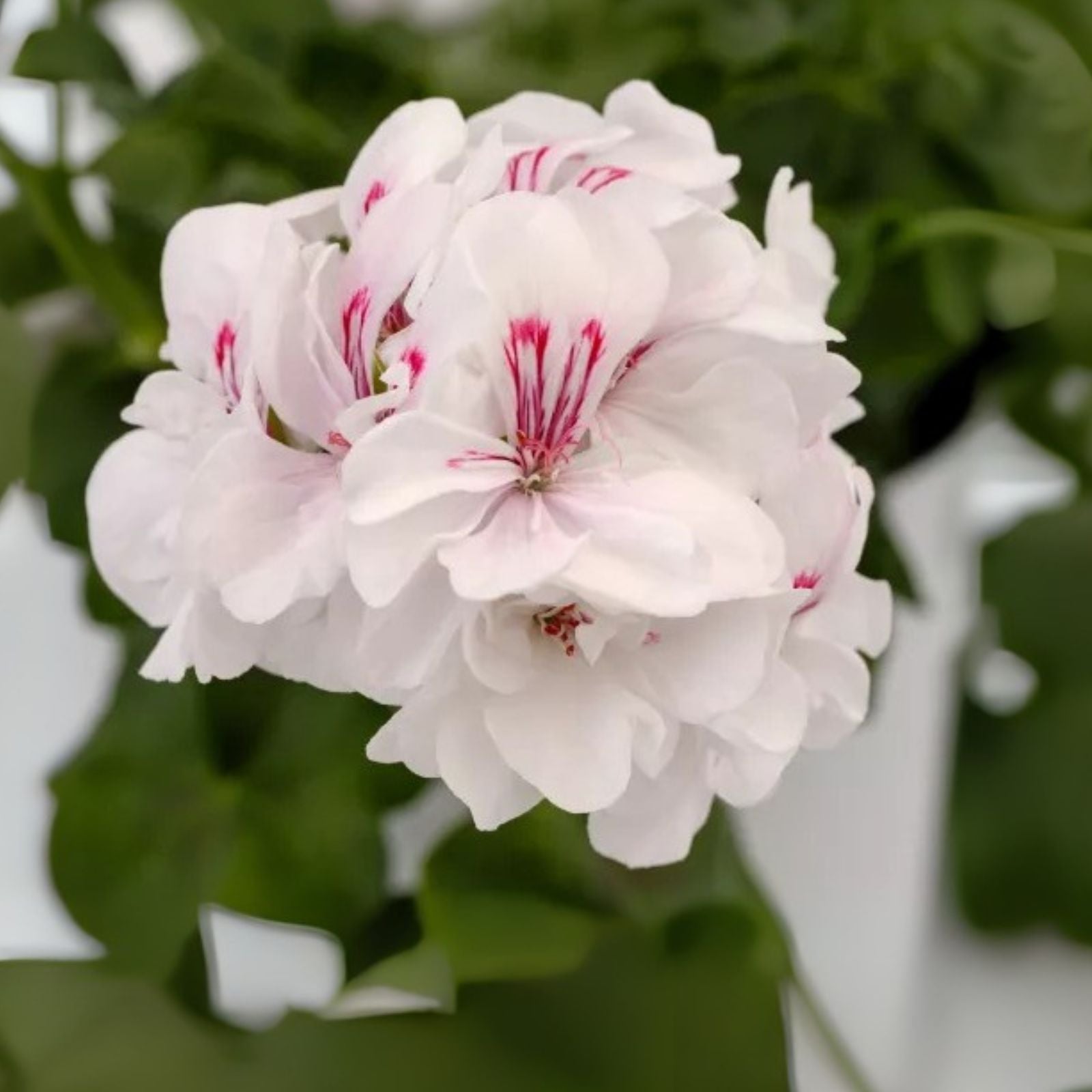 Trailing Ivy Geranium Cuttings - White Pink Pelargonium Peltatum - Live Plants 2 x 6" Pots