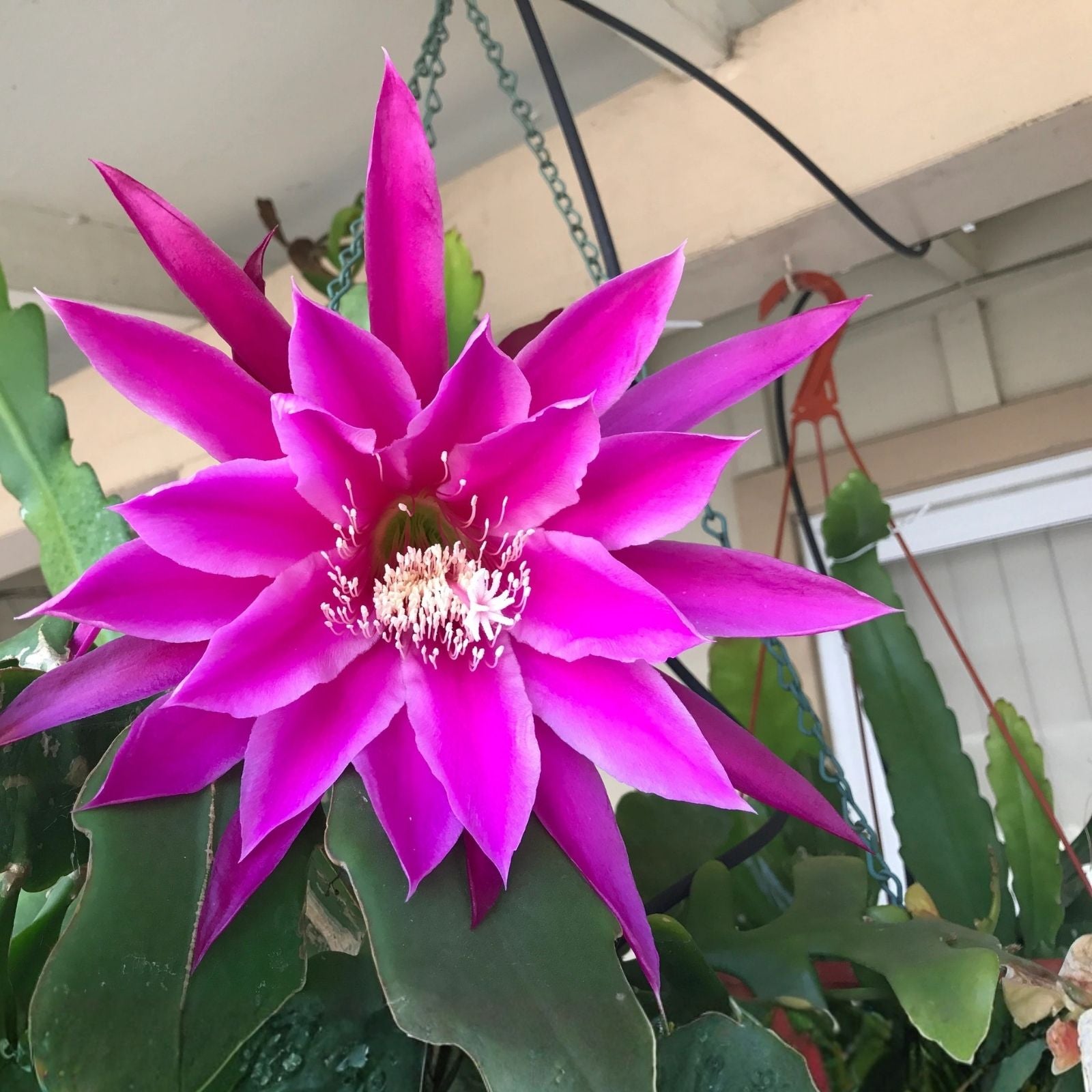 Epiphyllum 'Beijing' Rooted Cutting - Rare Orchid Cactus - Unique Indoor Houseplant for Gardening